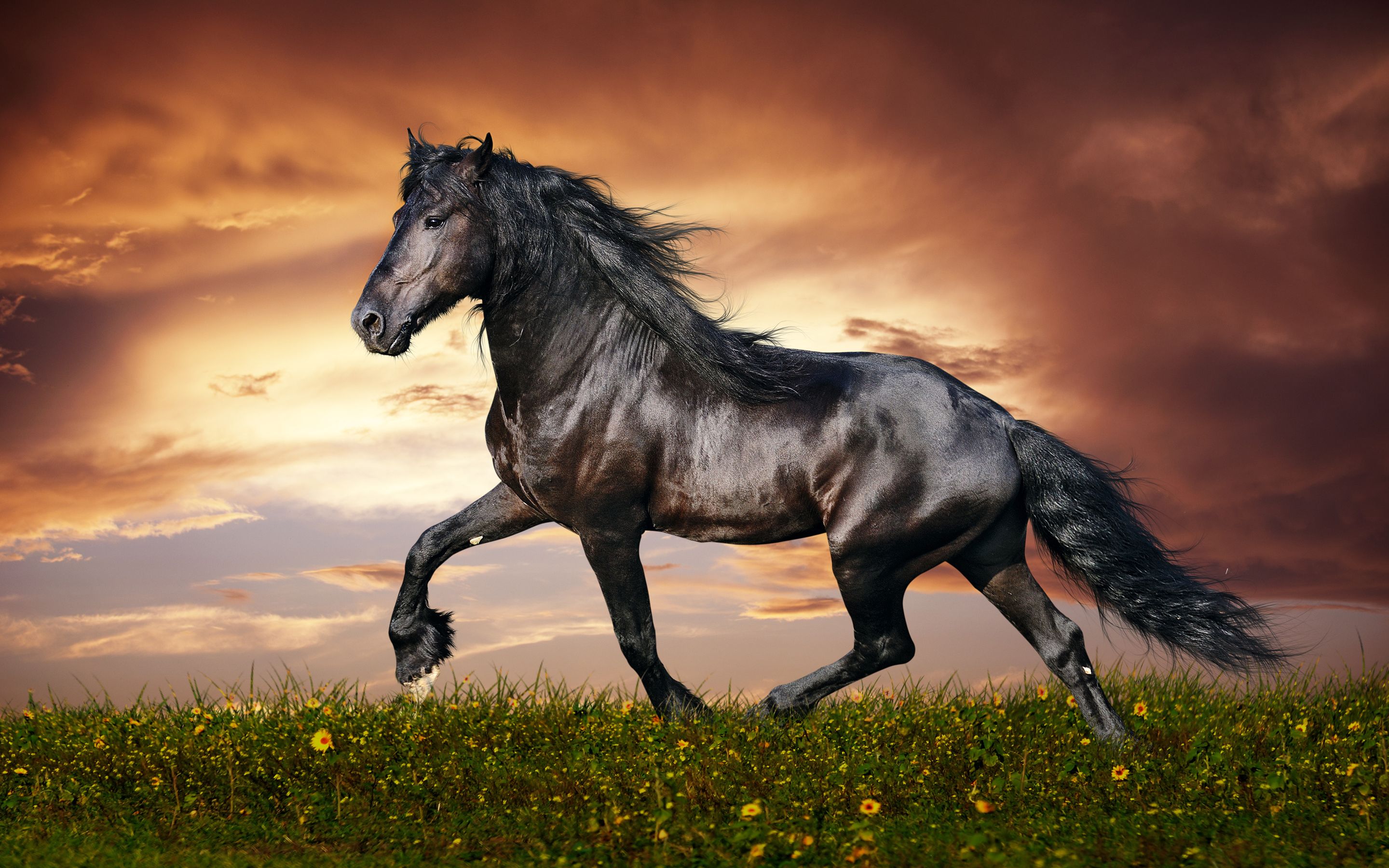 Beautiful horse photo