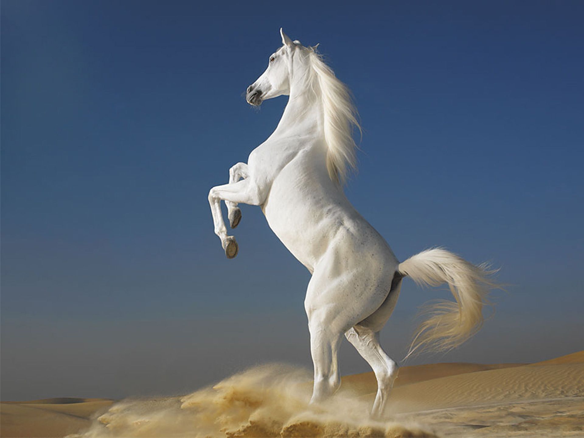 This reminds me of Shadowfax from the lord of the rings! Such a ...