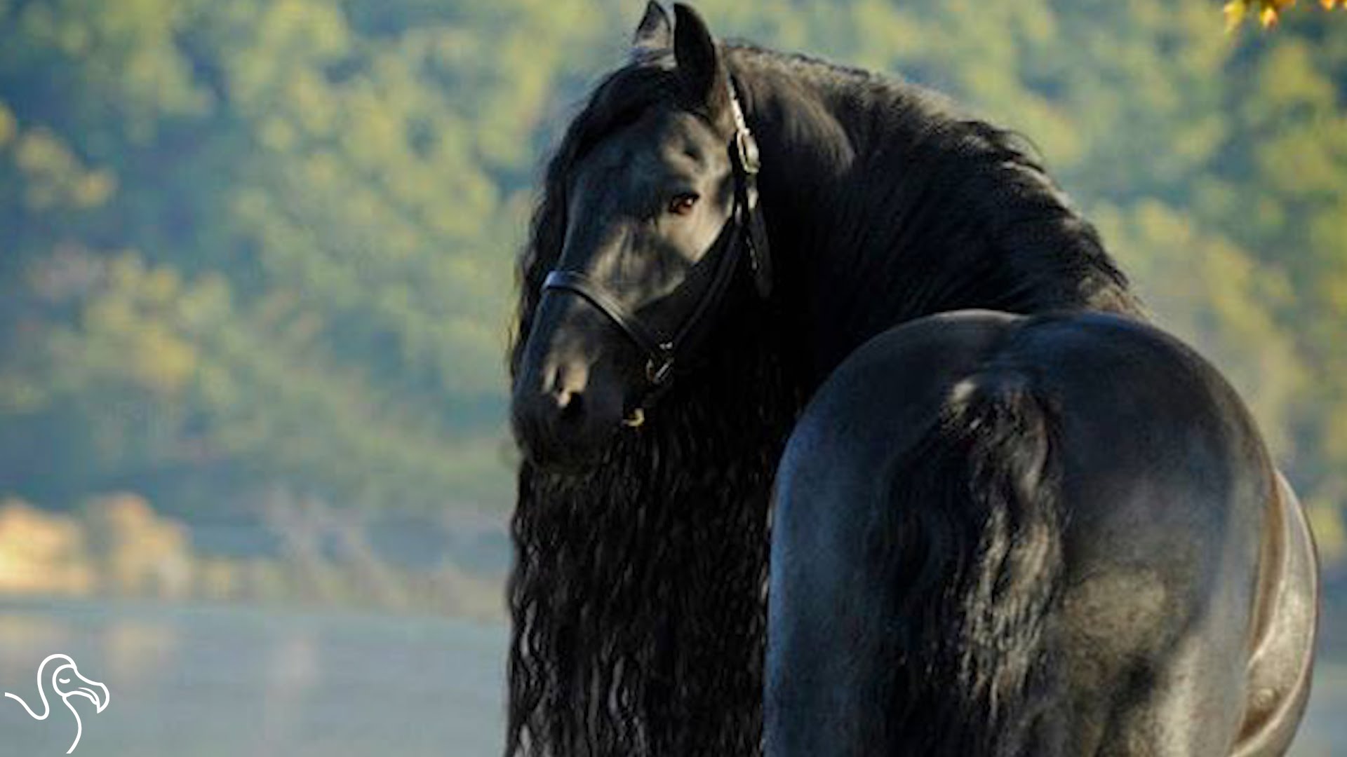 Meet The Horse With The World's Most Beautiful Hair - YouTube