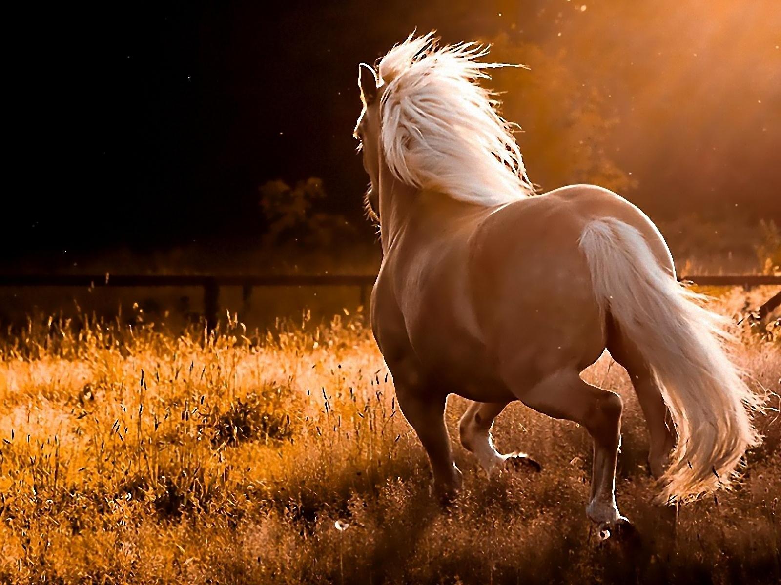 35 Most Beautiful Horse Pictures and Images