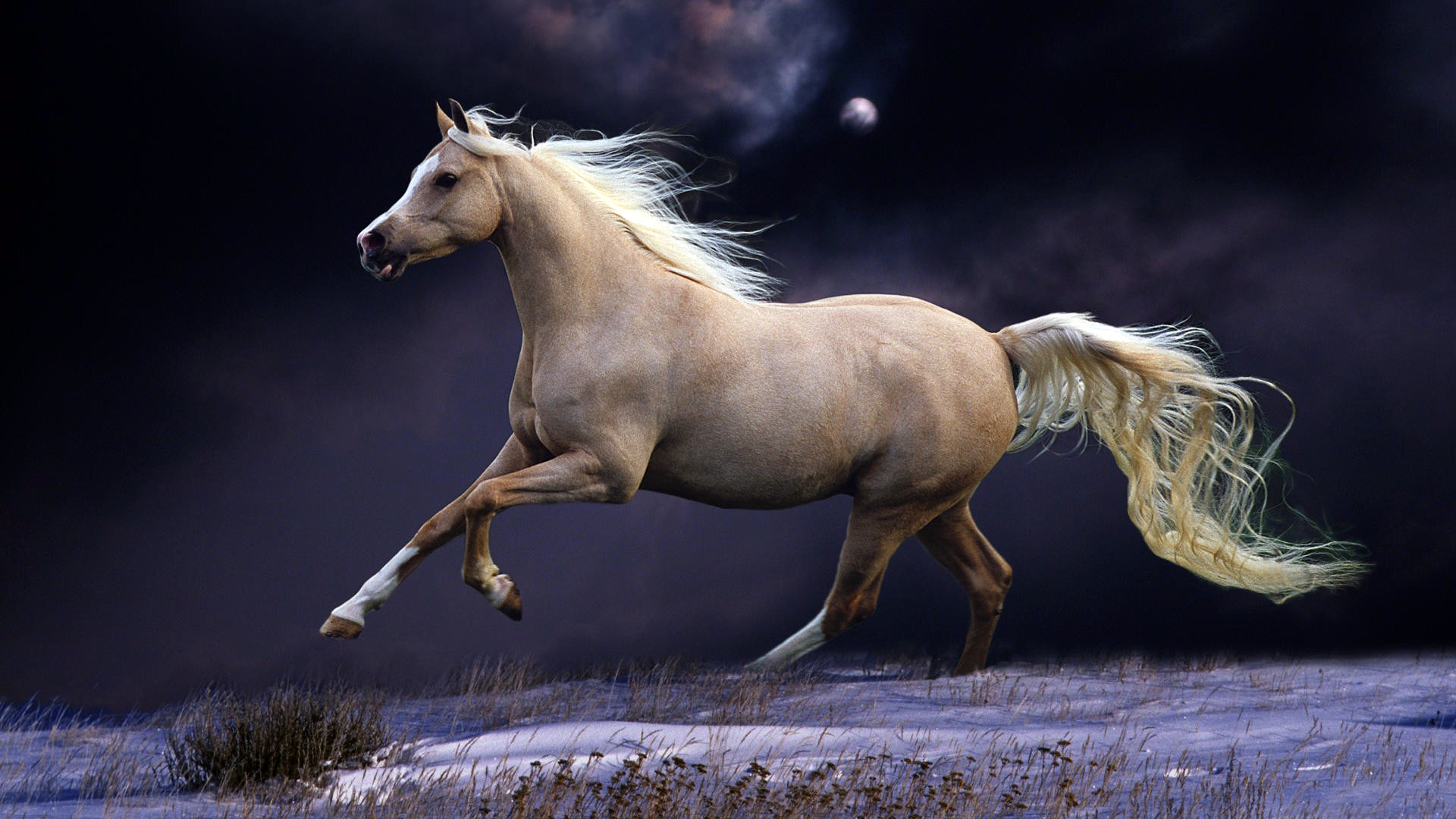 Beautiful-Horse-Running-Horses Photography | Internet Vibes