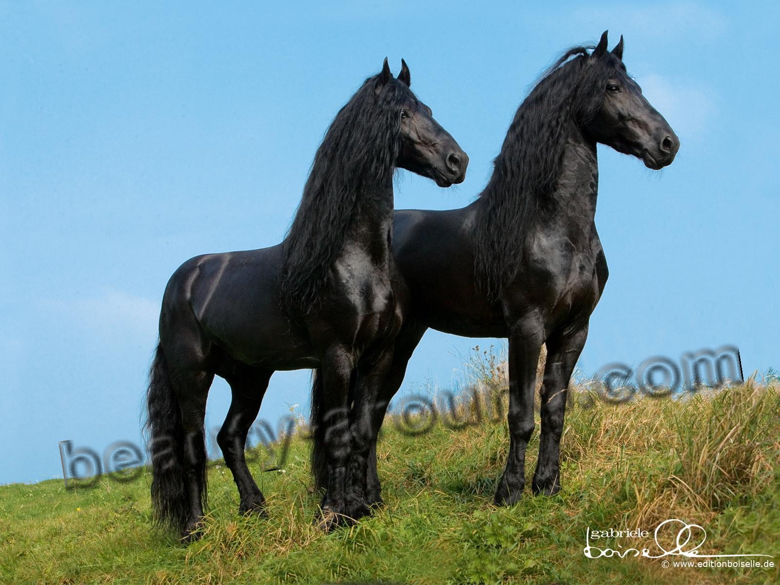 Top-25 Most Beautiful Horse Breeds. Photo Gallery