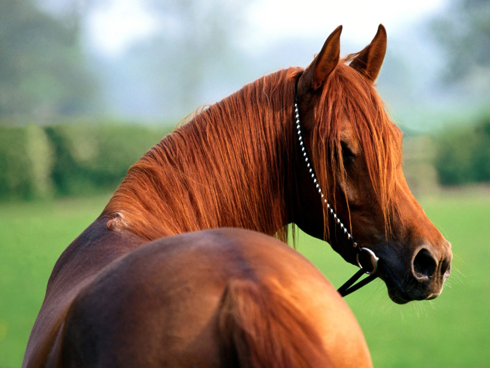 Beautiful Horse in the World