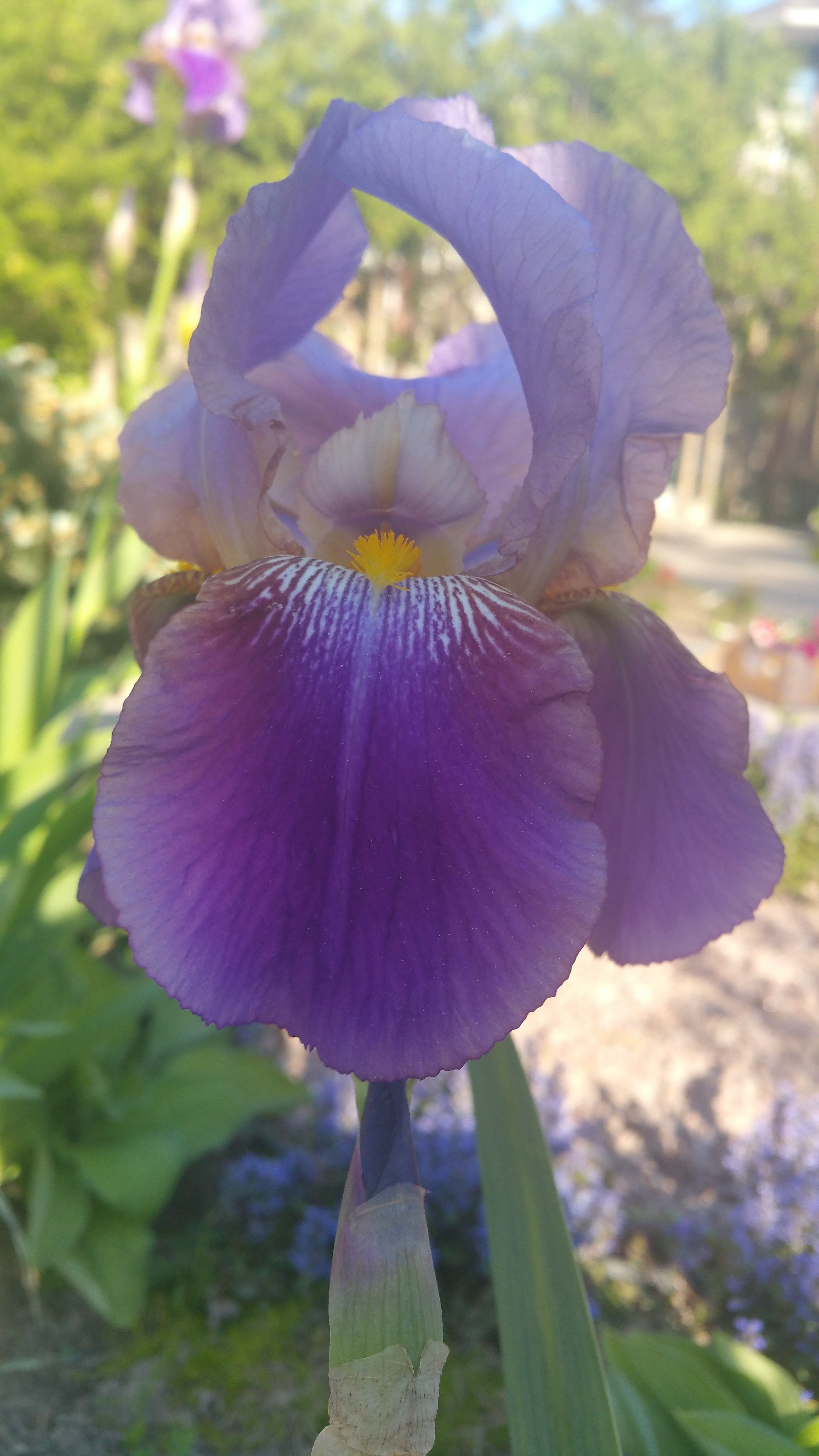 Irises, Purple My spring perennial, The tall, beautiful iris, named ...