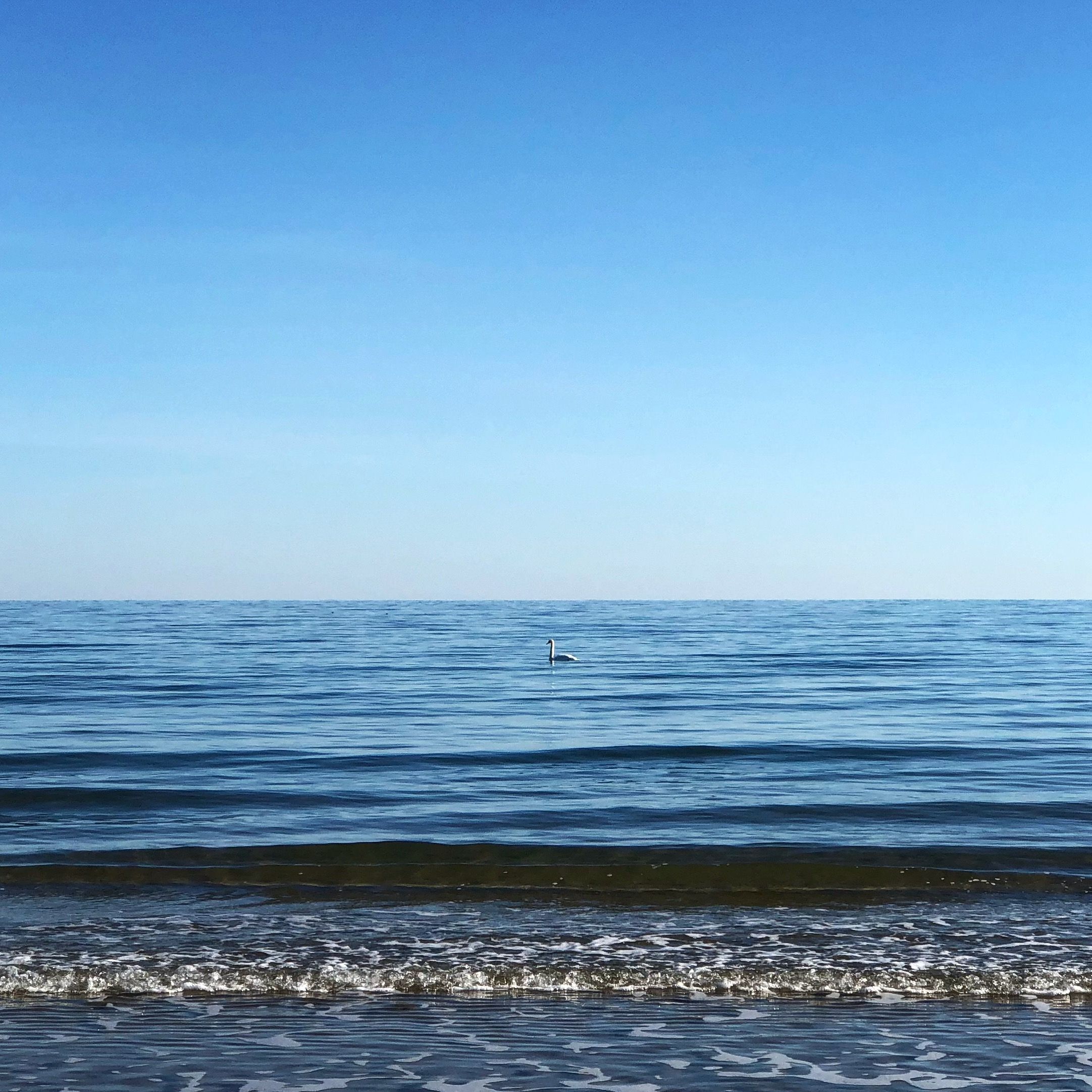 A lone #swan swimming off #BlockIsland's Crescent Beach. Beautiful ...