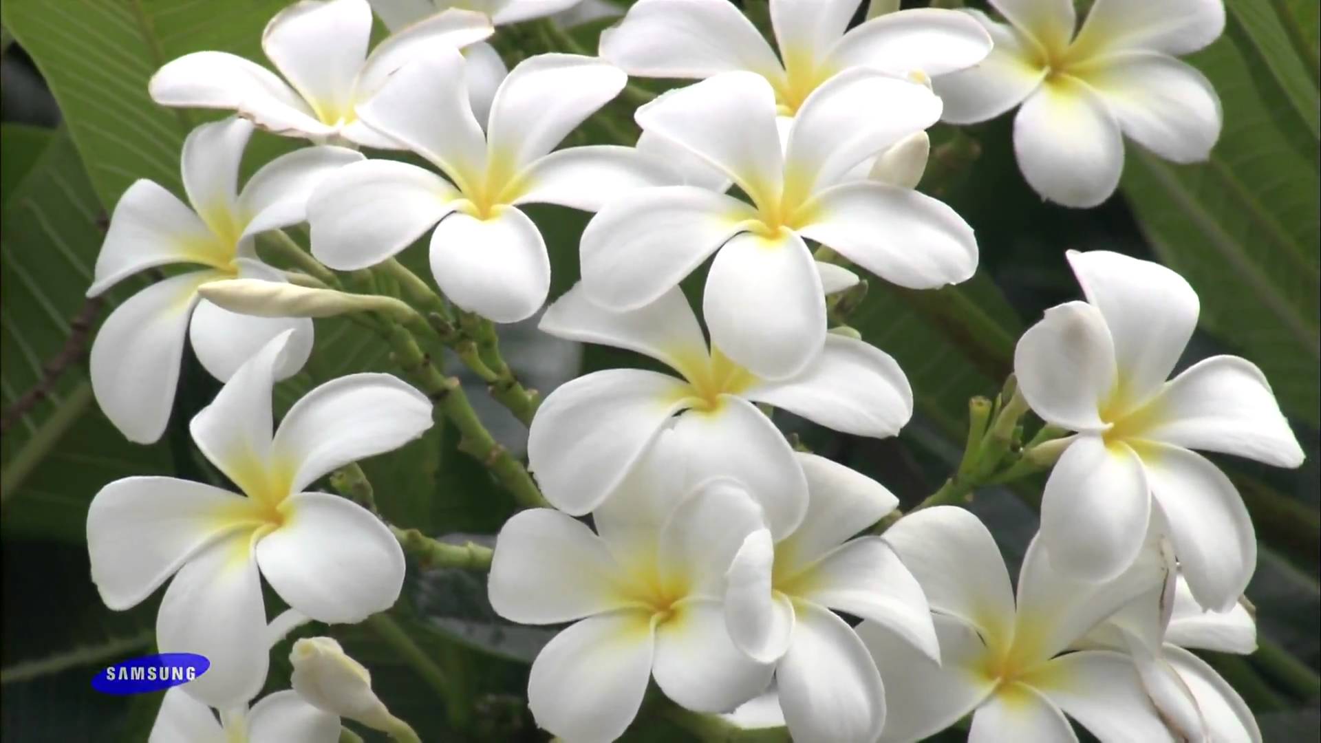 Samsung HD Demo - The Beauty of Nature Flowers 1080P - YouTube
