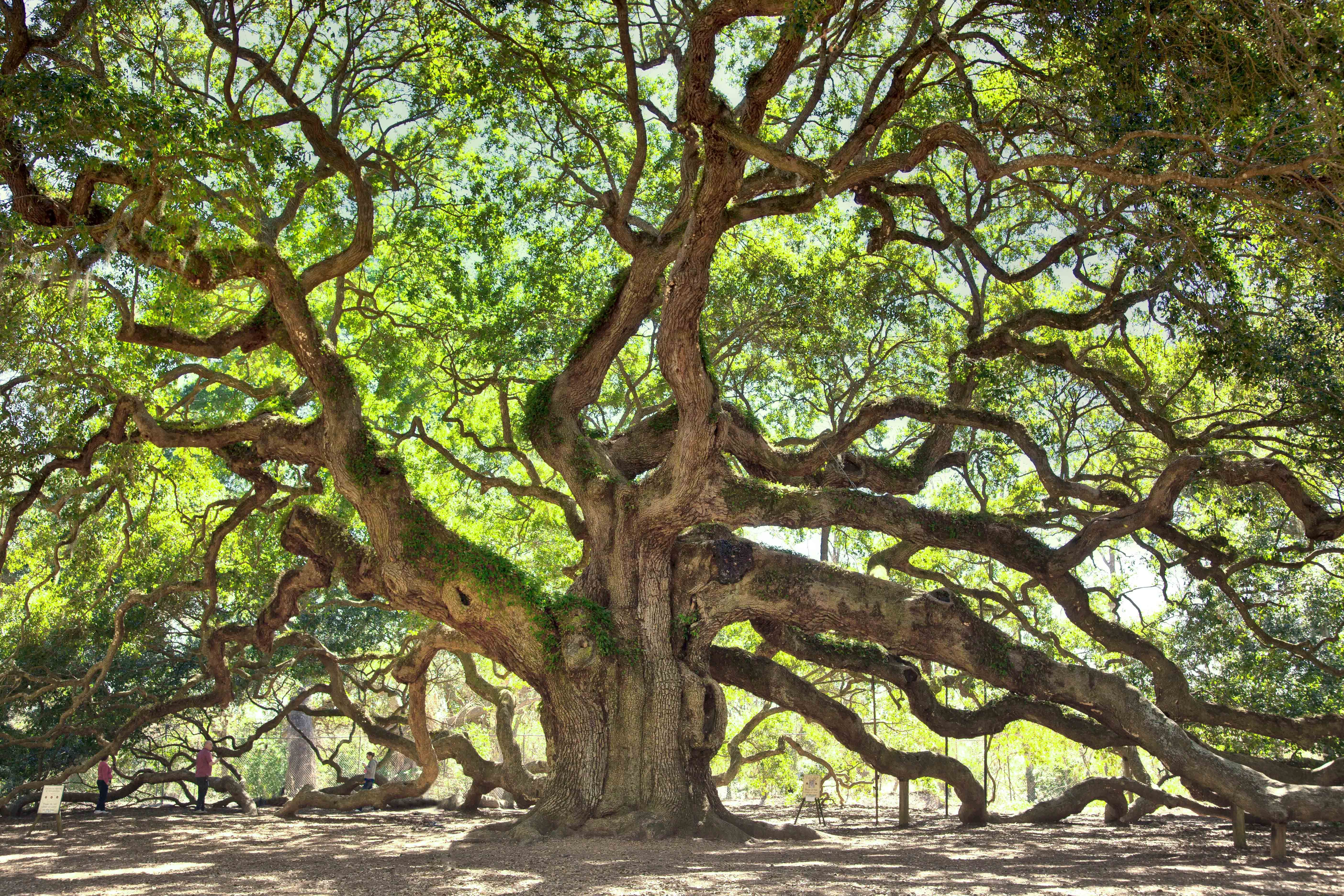 Angel Oak Tree is perhaps the Oldest Live Oak in North America if ...
