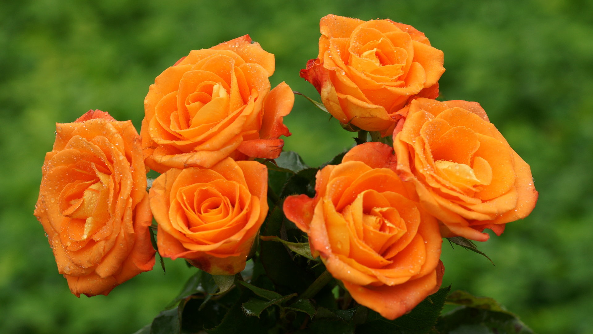 Beautiful Orange Rose Images 07645 - Baltana