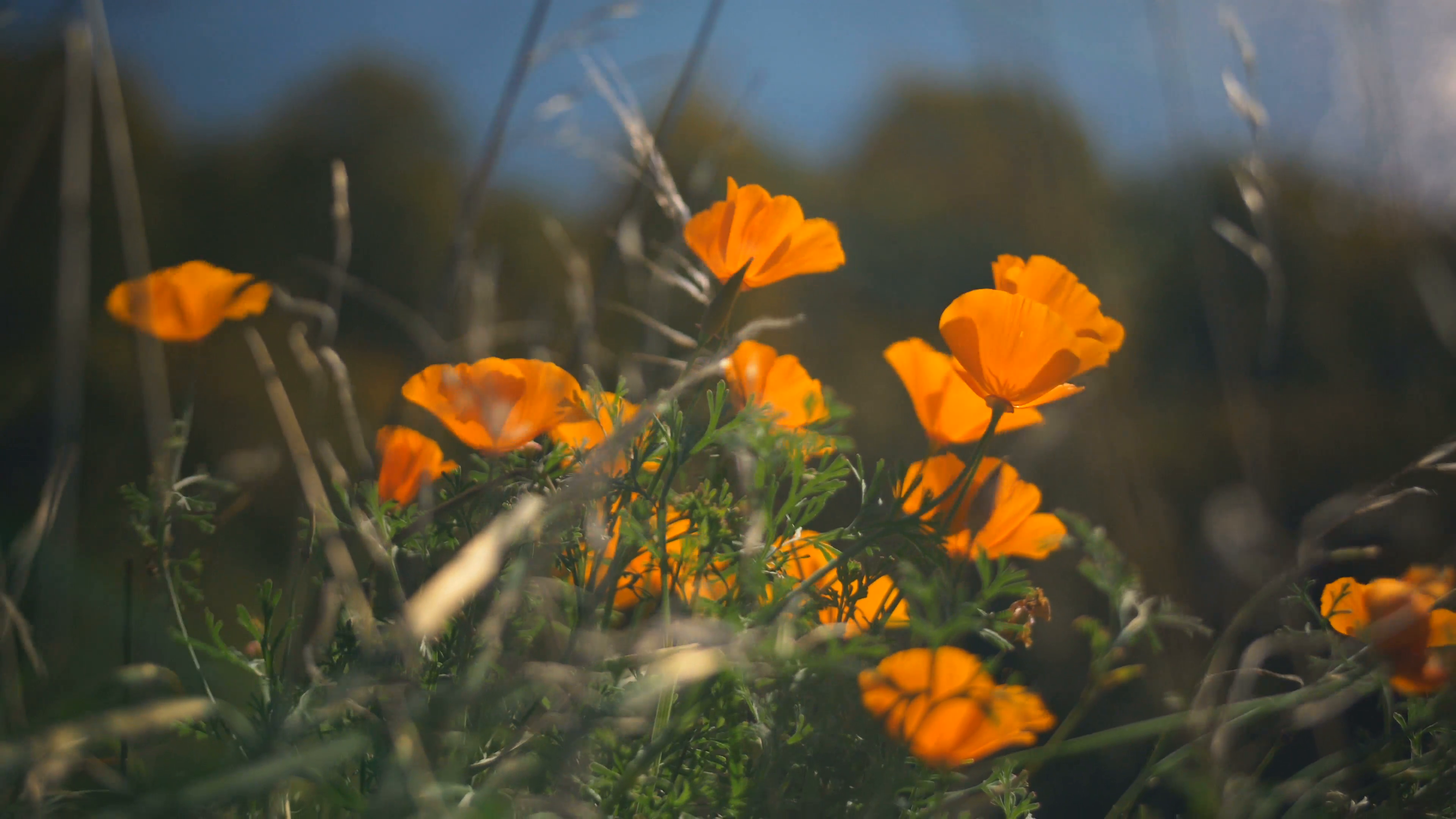 Close Up of Flowers on Sunny Day. Beautiful Orange Flowers in the ...