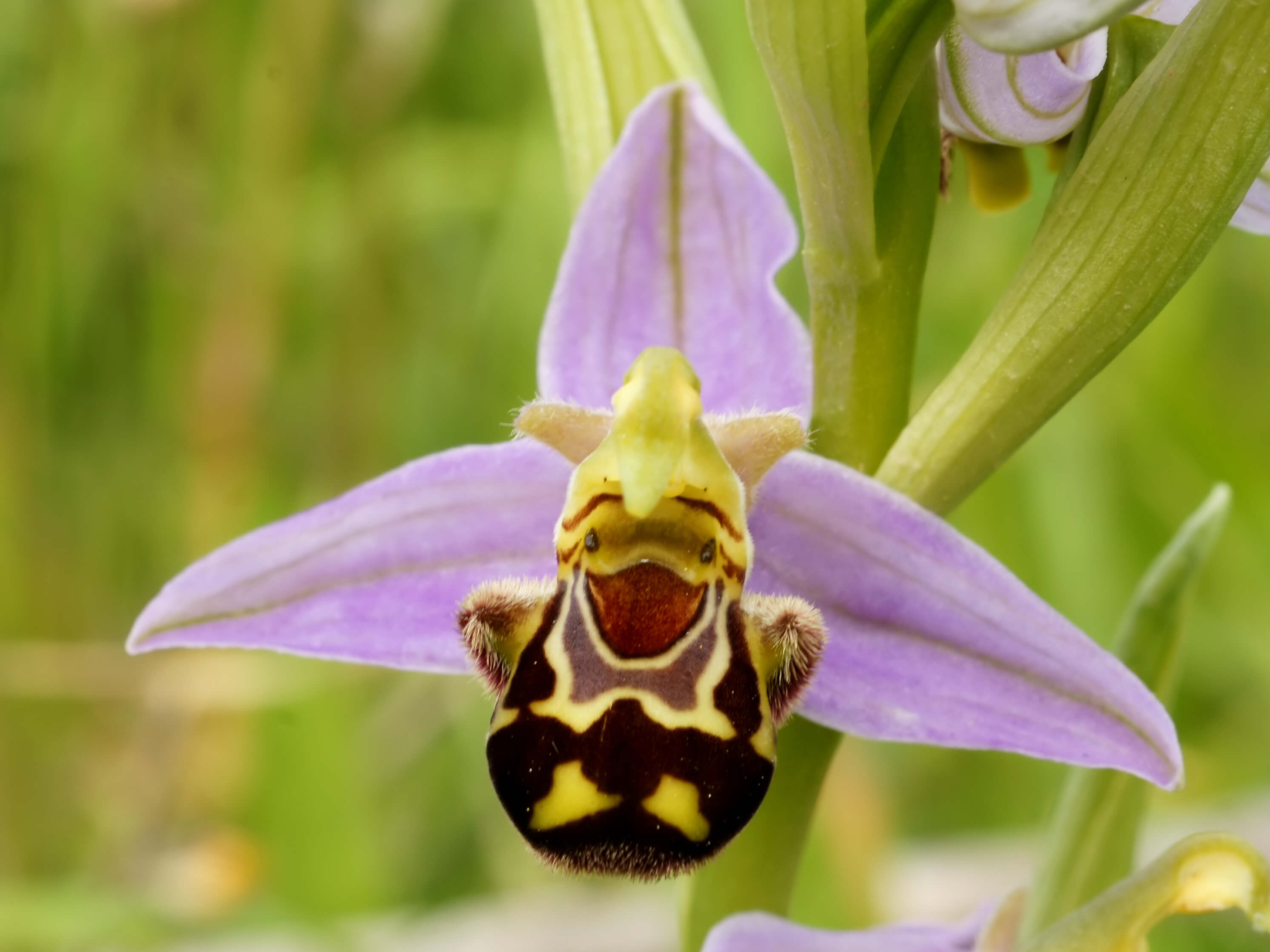7 Strange Yet Amazingly Beautiful Orchids - zFlowers.com Blog