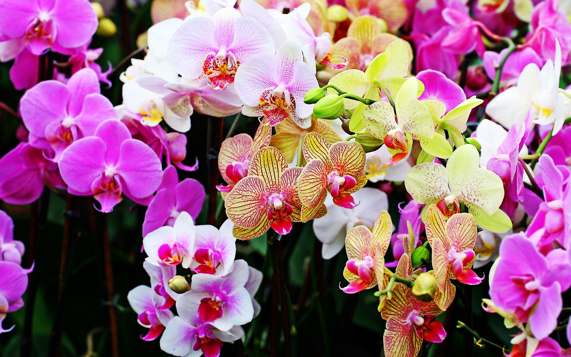 Flower: Beautiful Orchids Flowers Colorful Nature Flower Wallpaper ...
