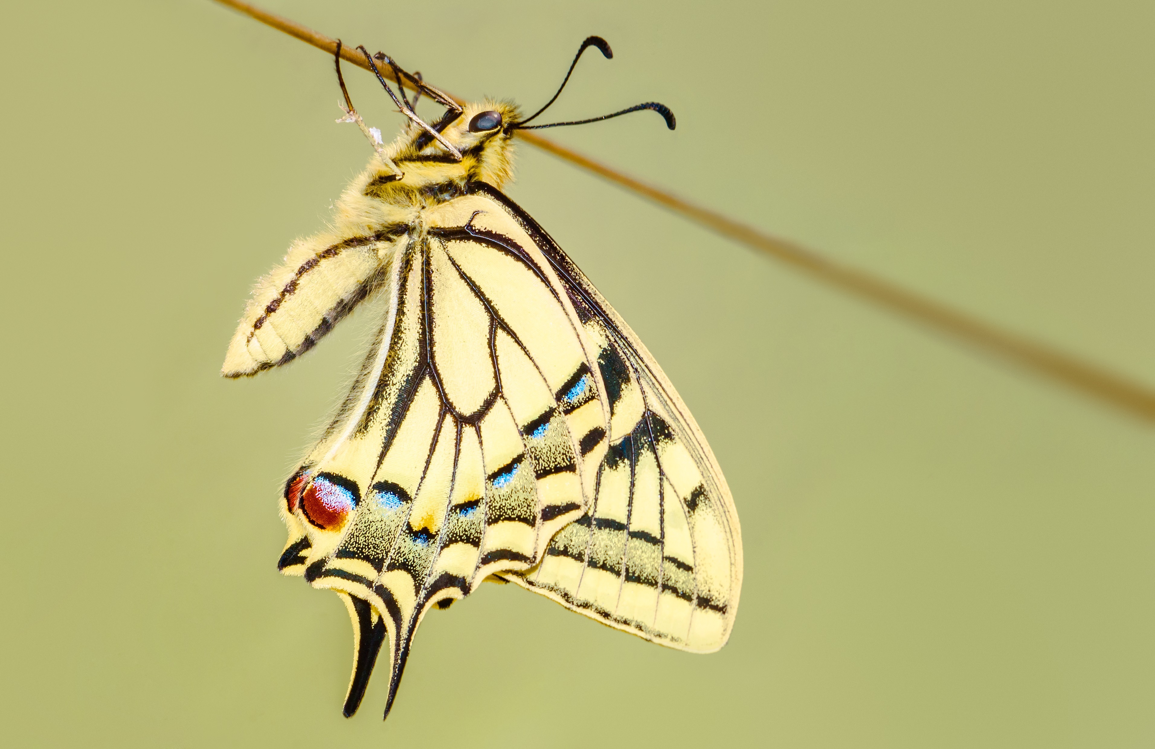 Beautiful pattern on butterfly photo