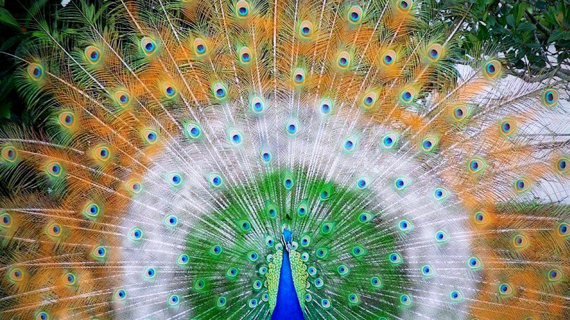 Beautiful Peacock Wallpaper HD - 2018 Cute Screensavers