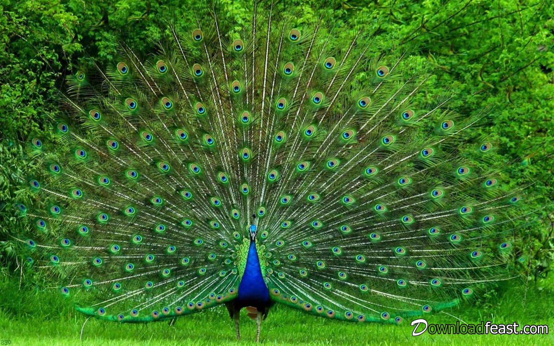 No One Forgets to Like this Beautiful Peacock - Downloadfeast