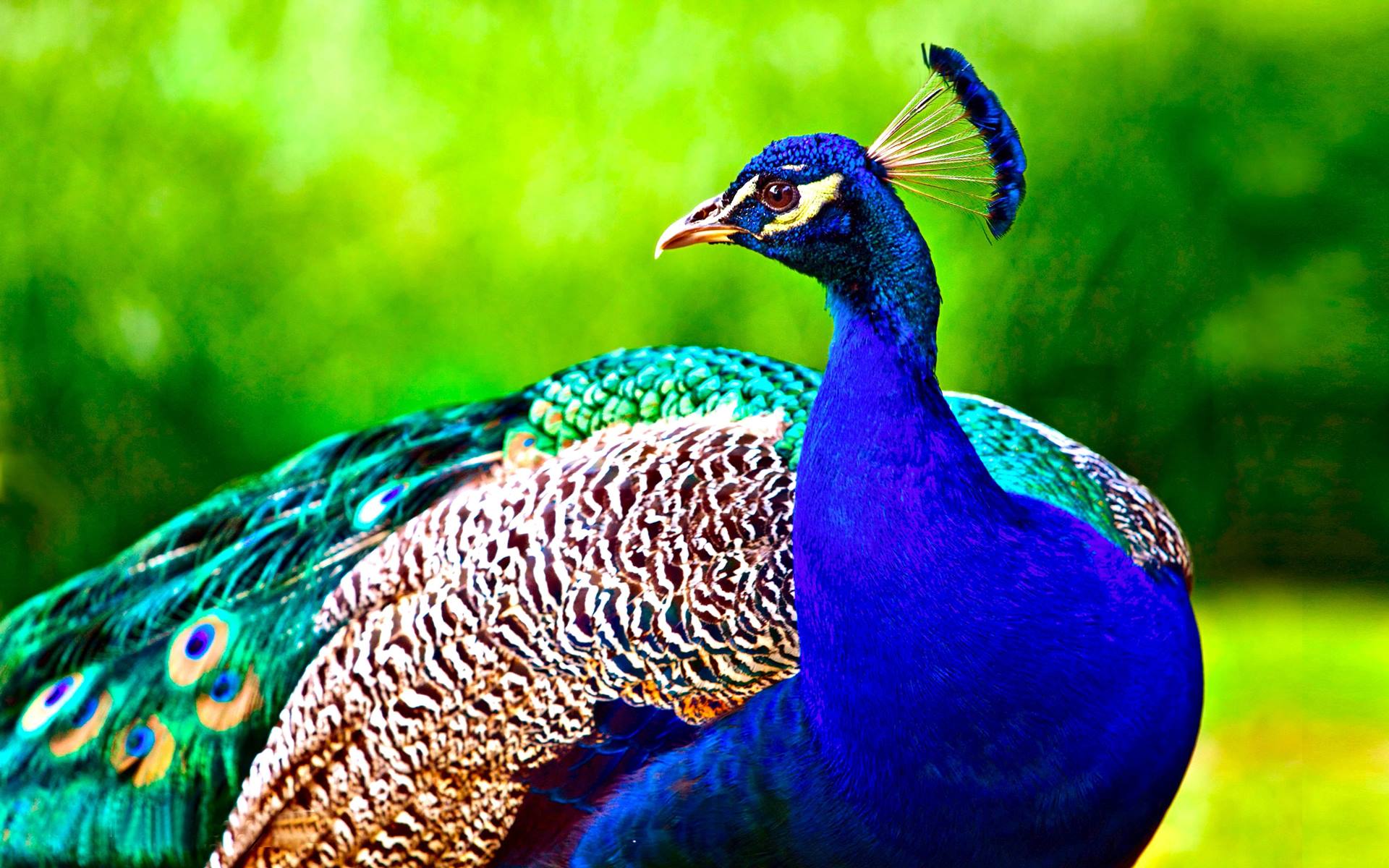 Free photo: Beautiful Peacock - Animal, Bird, Color - Free ...