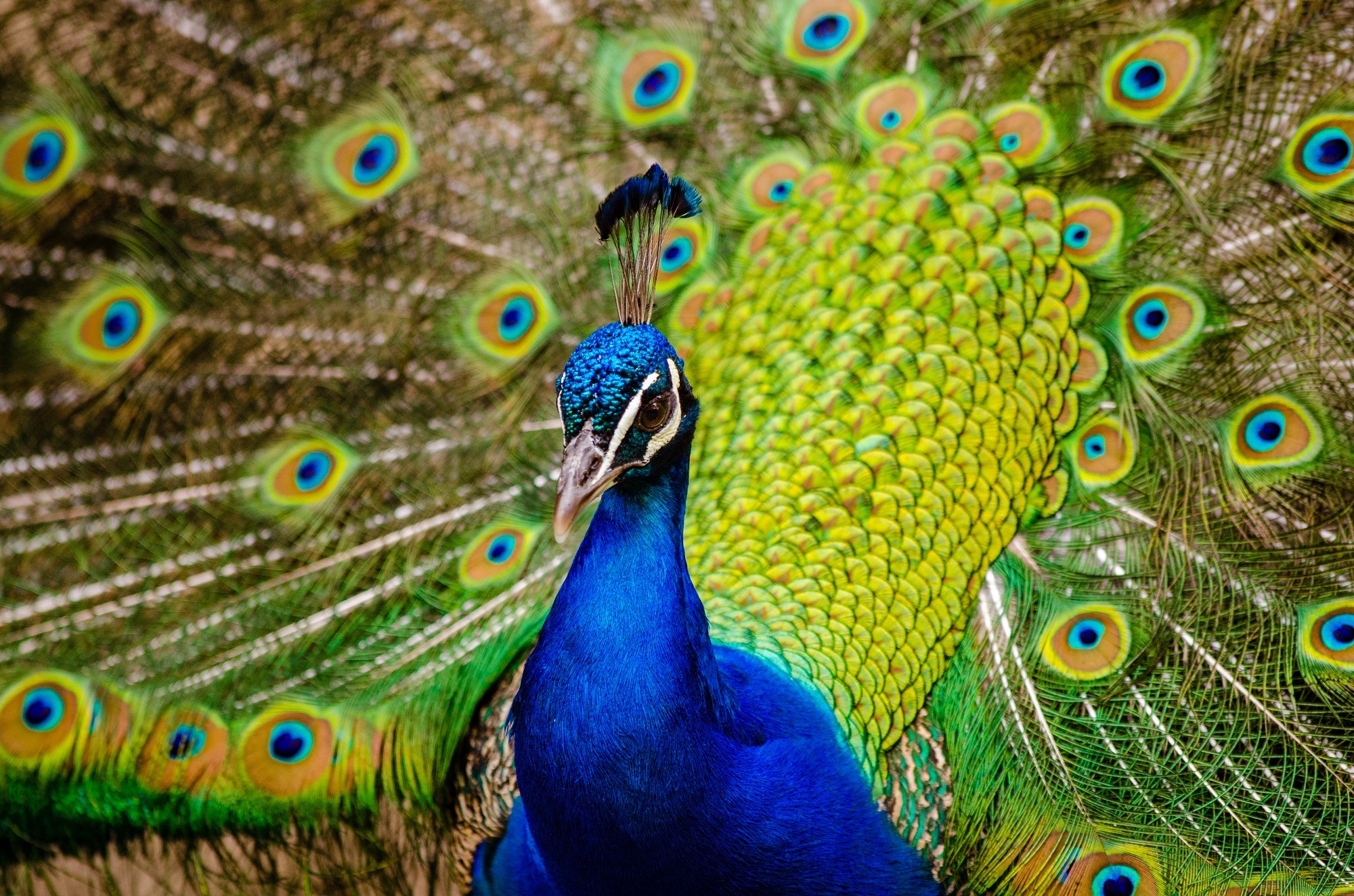 1,000+ Peacock Feather Images & Pictures in HD - Pixabay