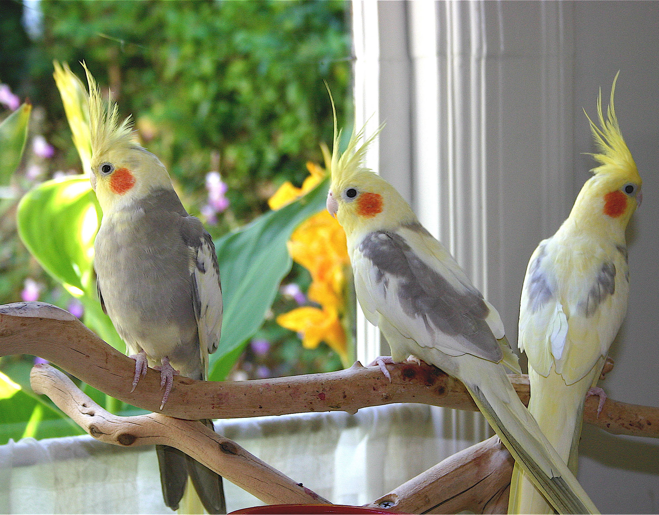 cockatiels birds - Bing Images | Birds | Pinterest | Bird, Beautiful ...