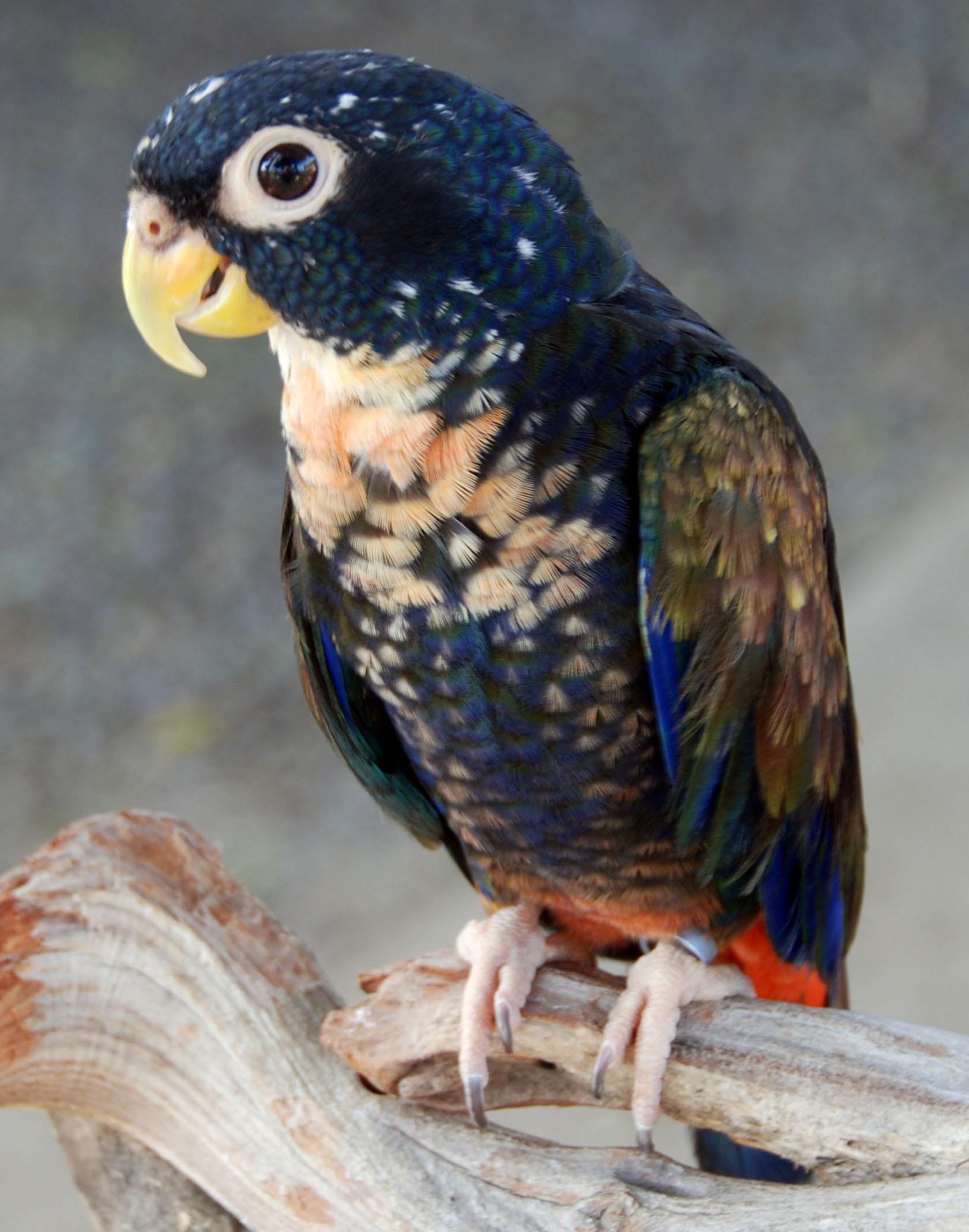 Top 10 Best Kind Of Pet Parrots