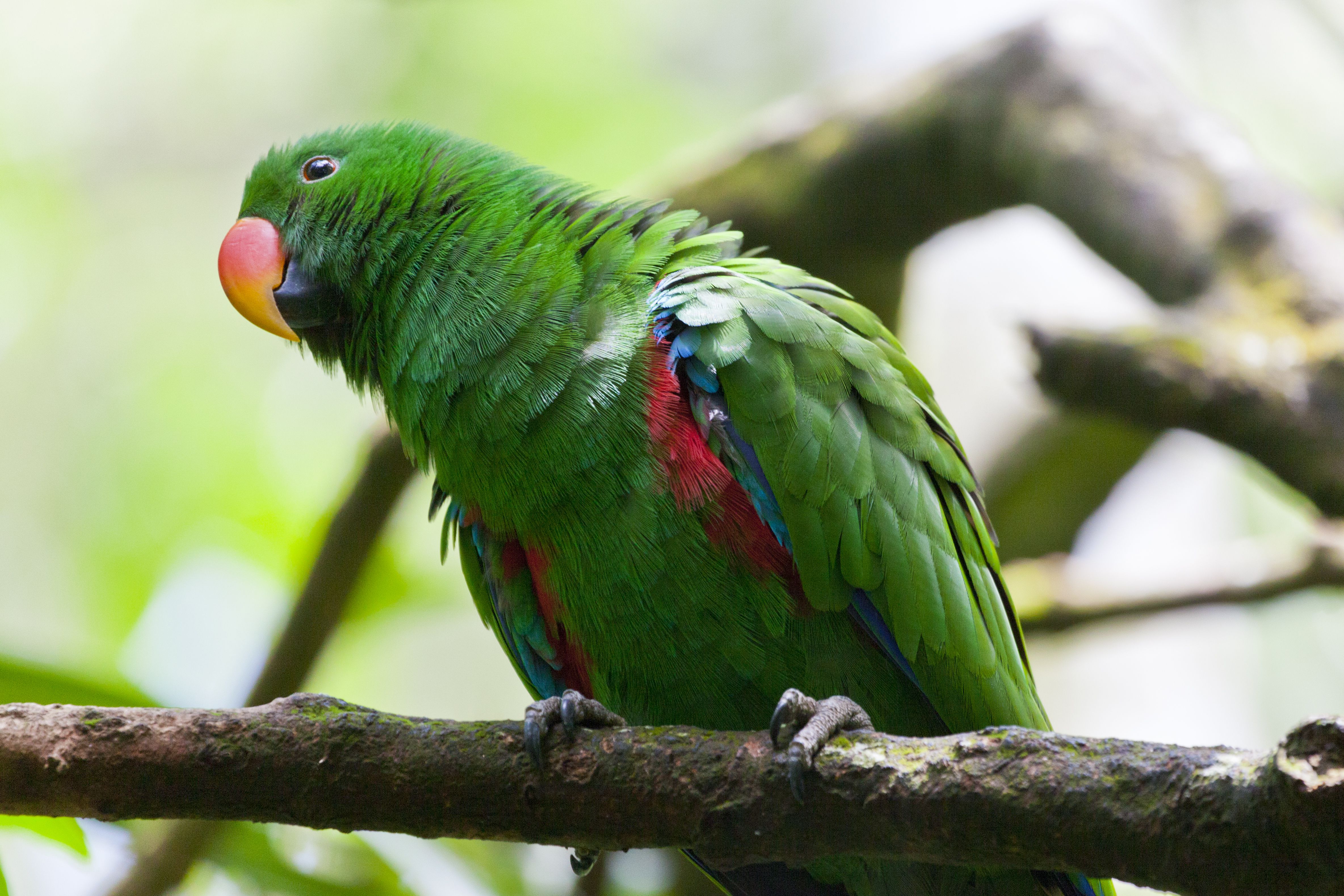 Top 5 Most Brightly Colored Pet Birds