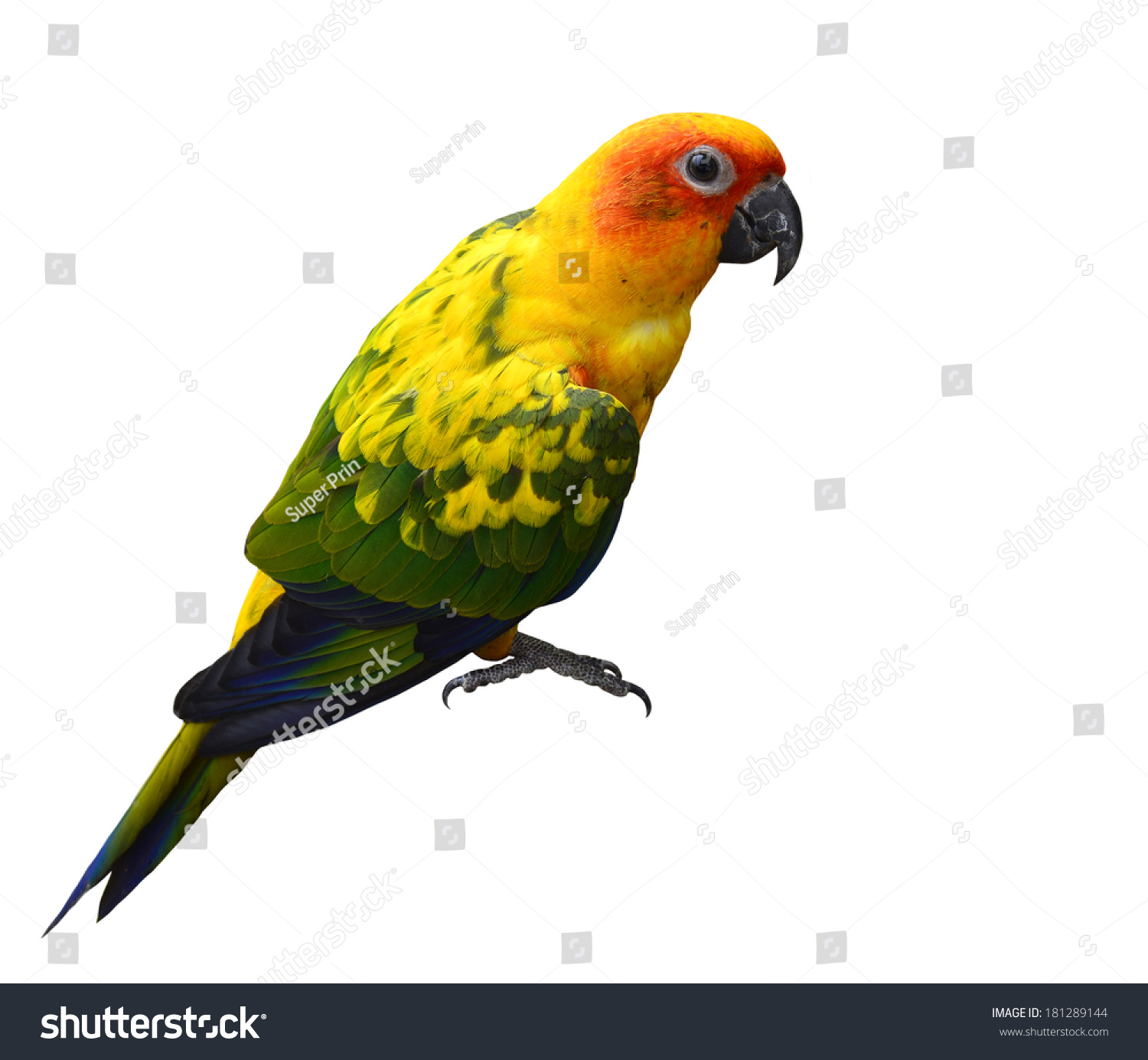 Beautiful Yellow Parrot Bird Sun Conure Stock Photo & Image (Royalty ...