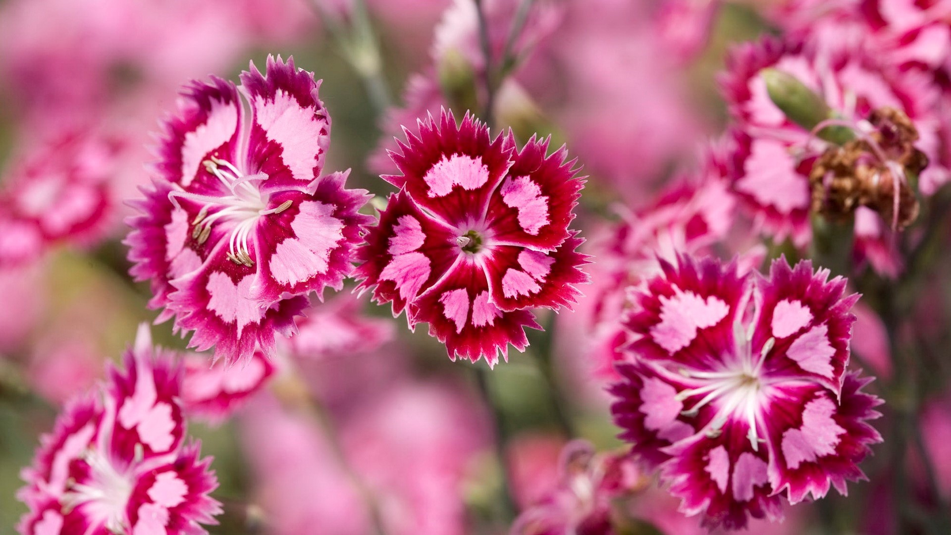Beautiful Pink Flowers Desktop Wallpapers | HD Wallpapers
