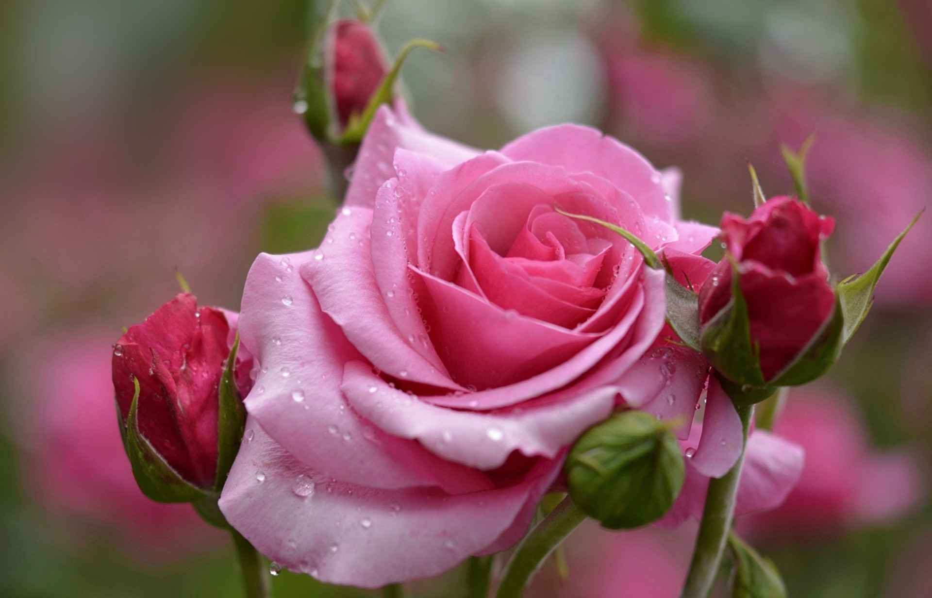 Beautiful Pink Rose Background | Gallery Yopriceville - High ...