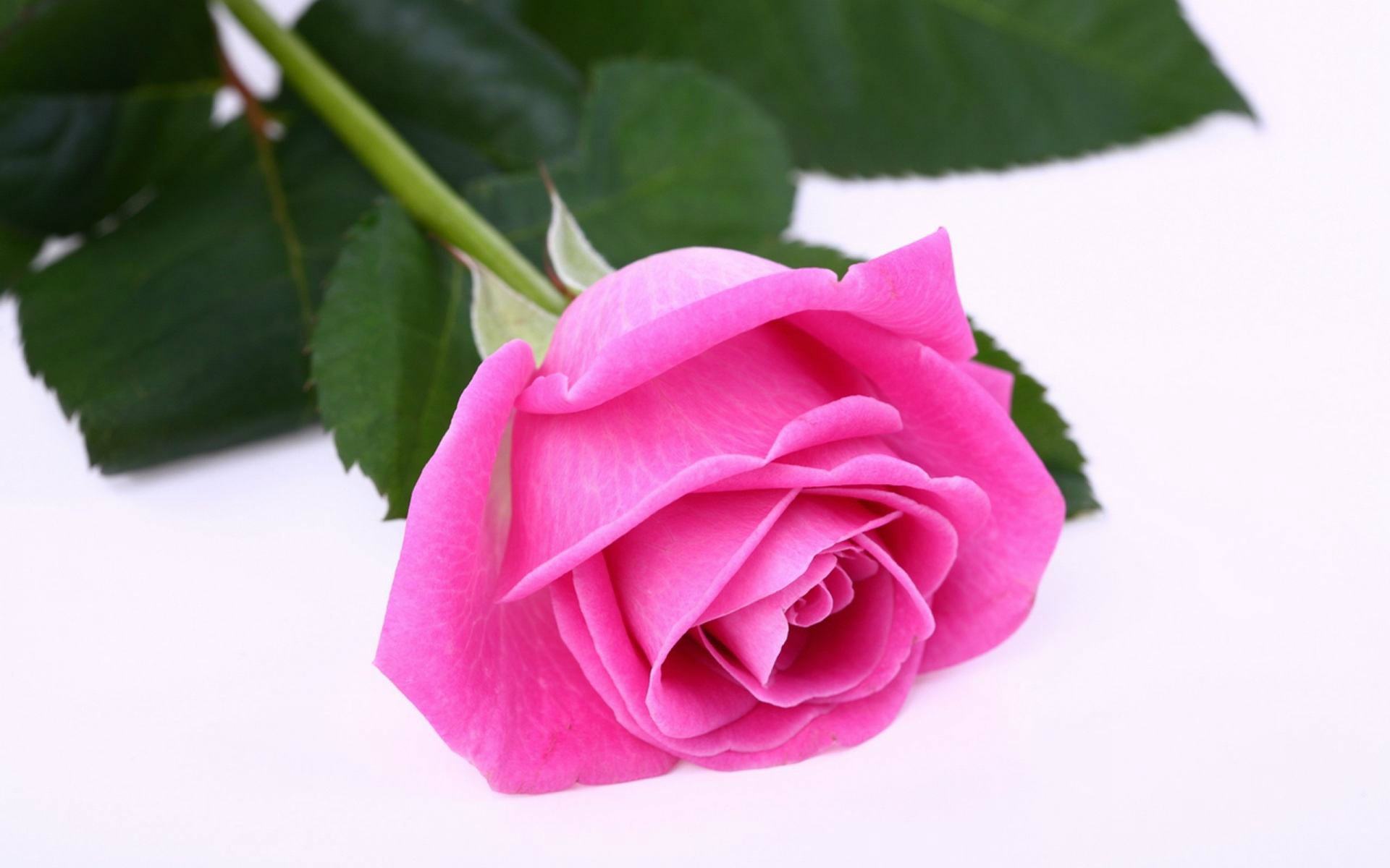 Download Beautiful Pink Roses Wallpaper For Desktop Full Hd Pics ...