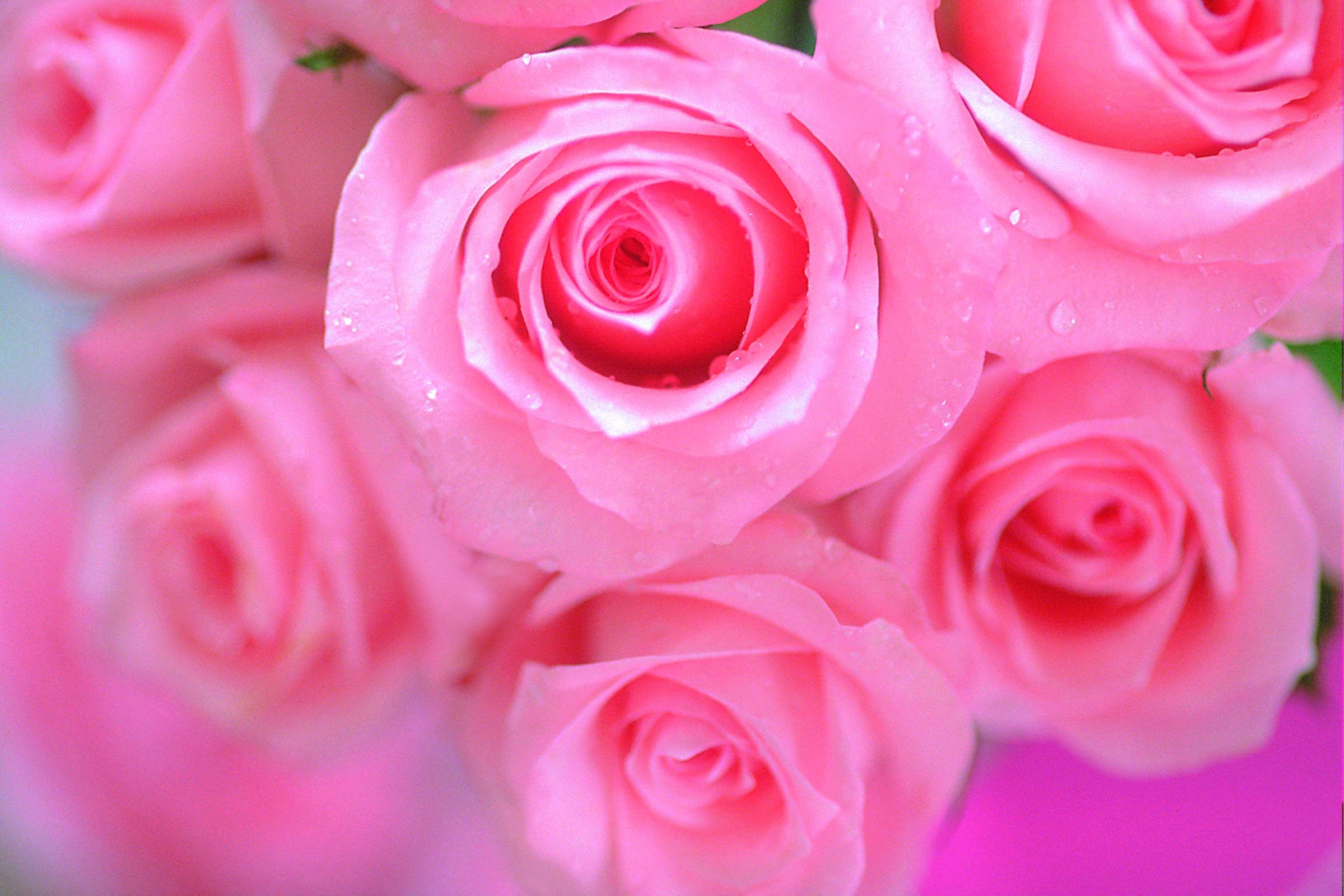 Pink rose wallpaper | Beautiful Pink Rose Flowers Wallpapers | All ...