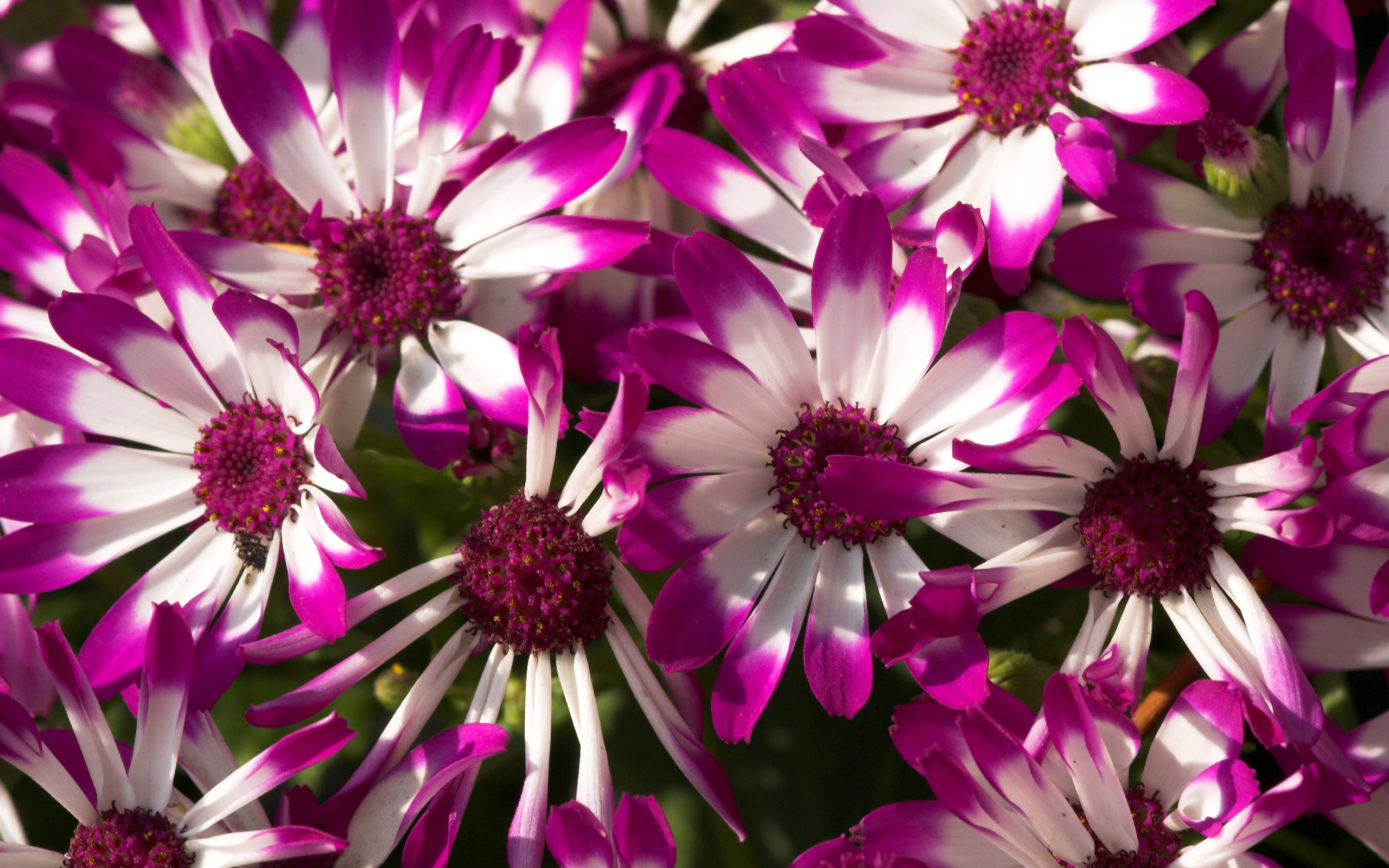 Beautiful Purple Flowers Facebook Covers | Wallpapers HD