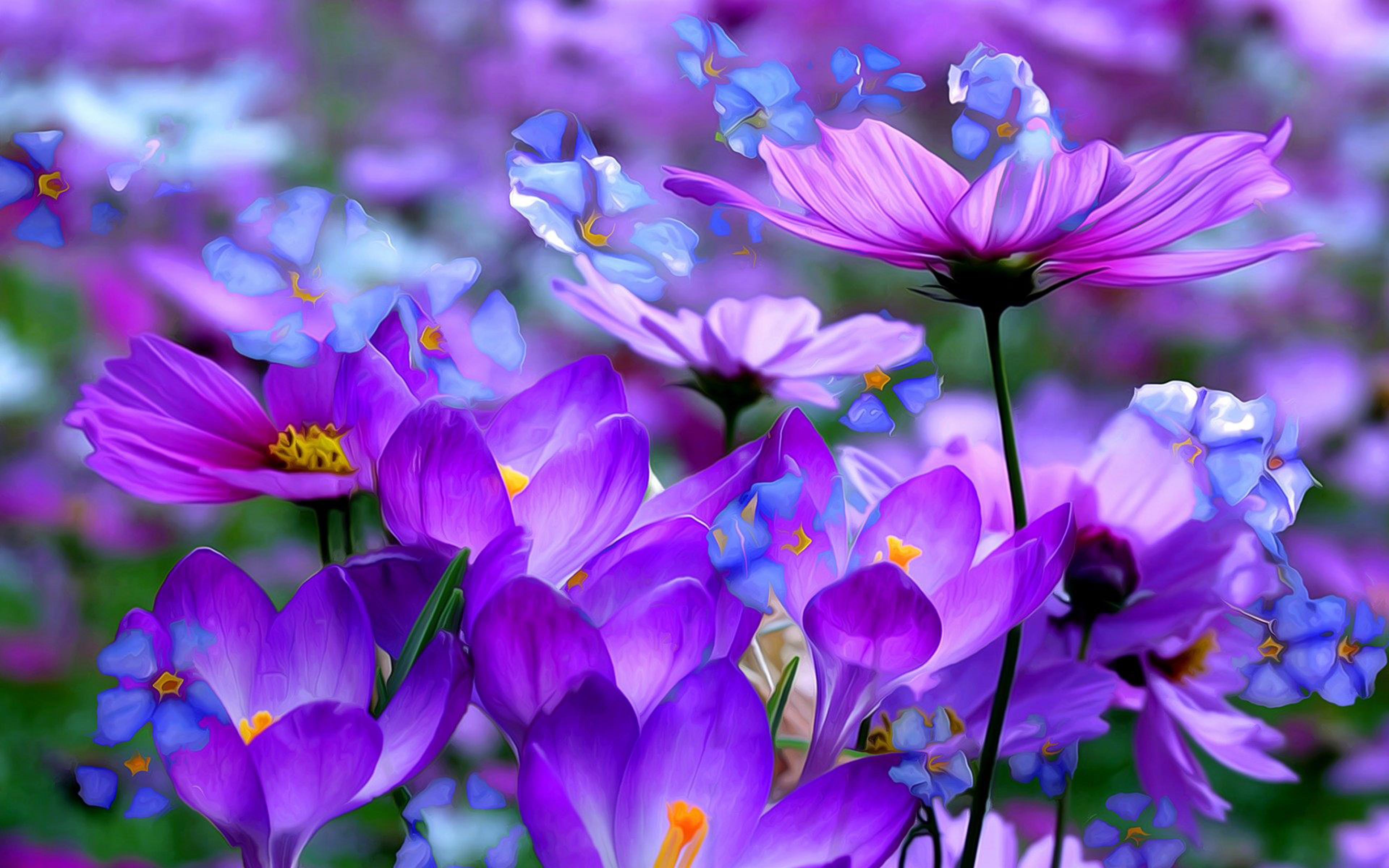 Crocuses Beautiful Purple Flowers Colored Detsktop Wallpaper Hd ...