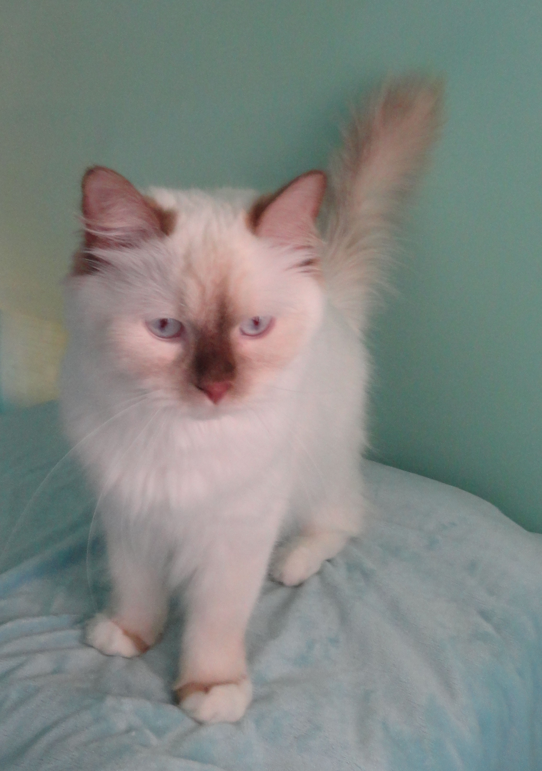 The Chocolate Ragdoll Cat - Mitted, Colorpoint, Bicolor & Lynx