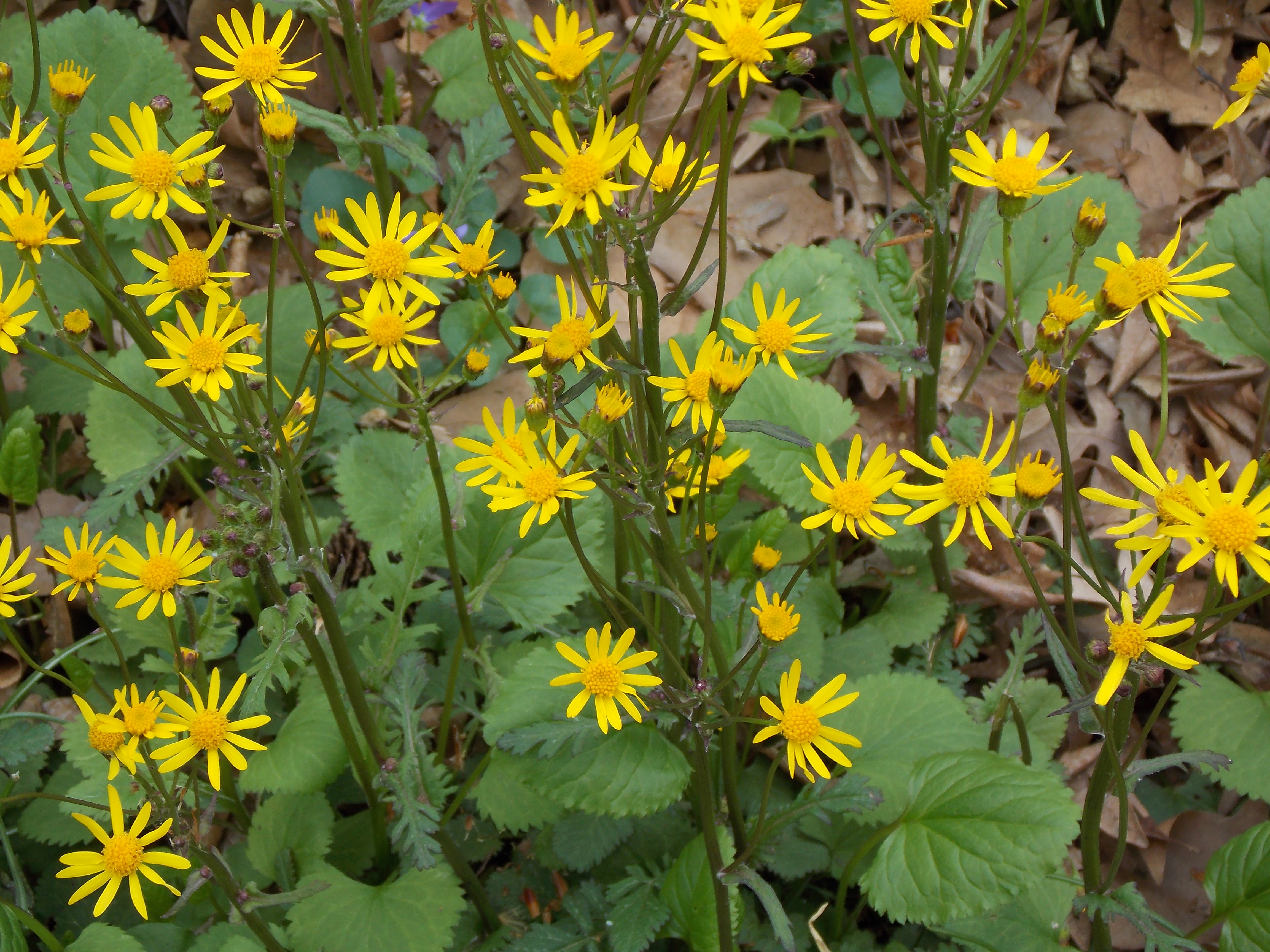 Golden Ragwort Terrible Name Beautiful Plant Where You Are Planted ...