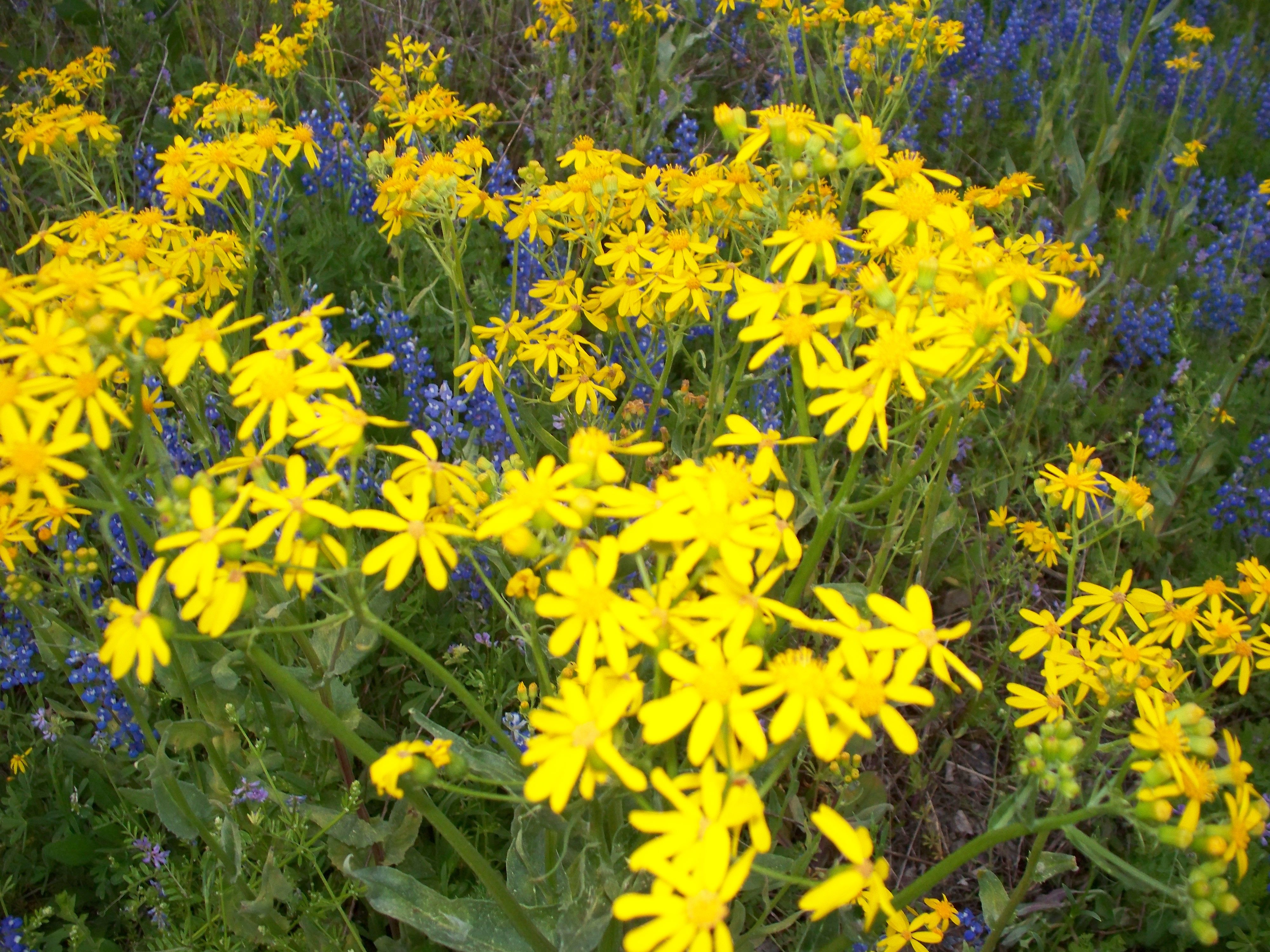 Yellow ragwort daisies in my field. | flowers I grew-Alice Hudson ...