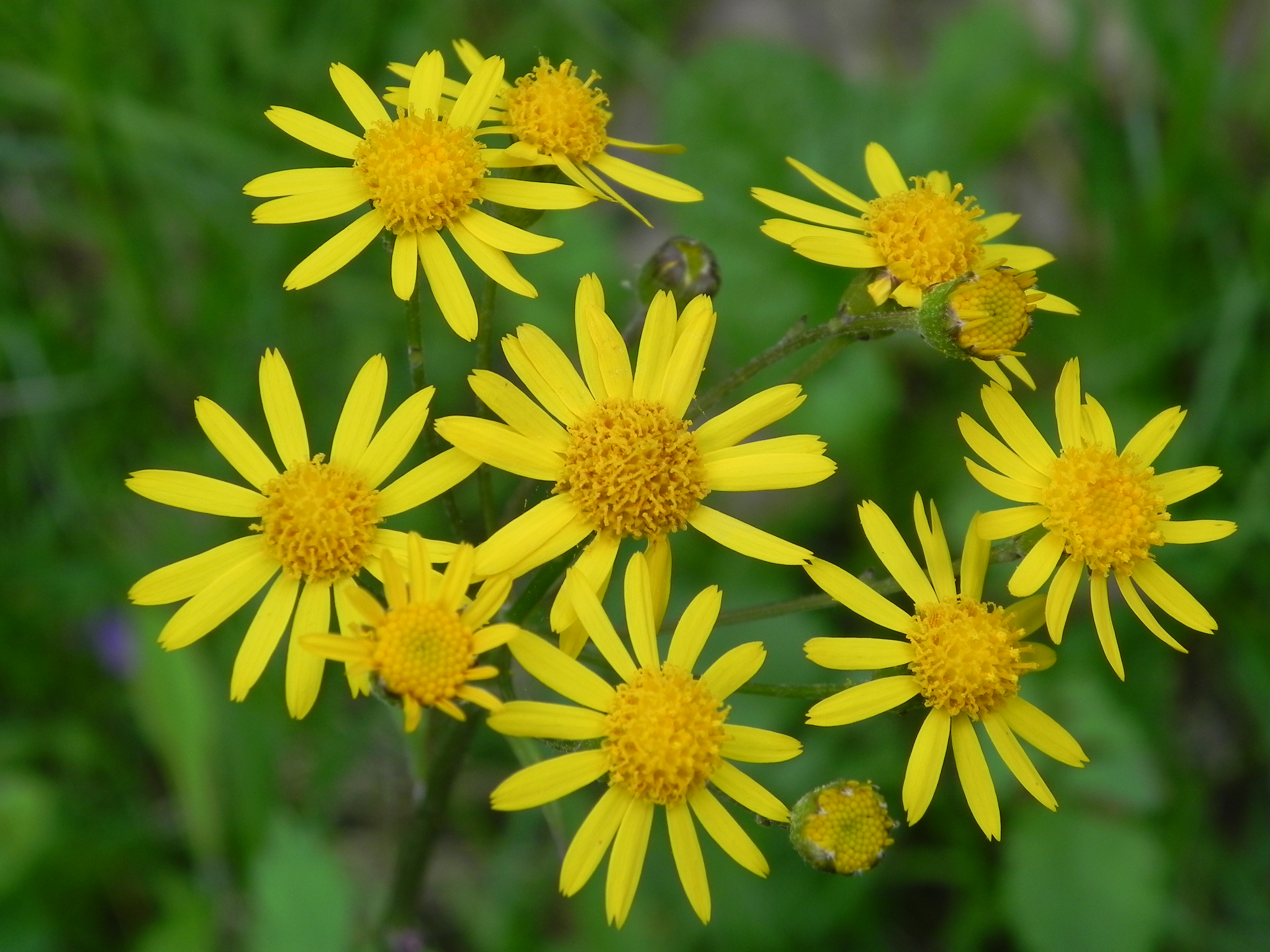 Wildflower: Golden Ragwort (Senecio aureus), Butler-Freeport Trail