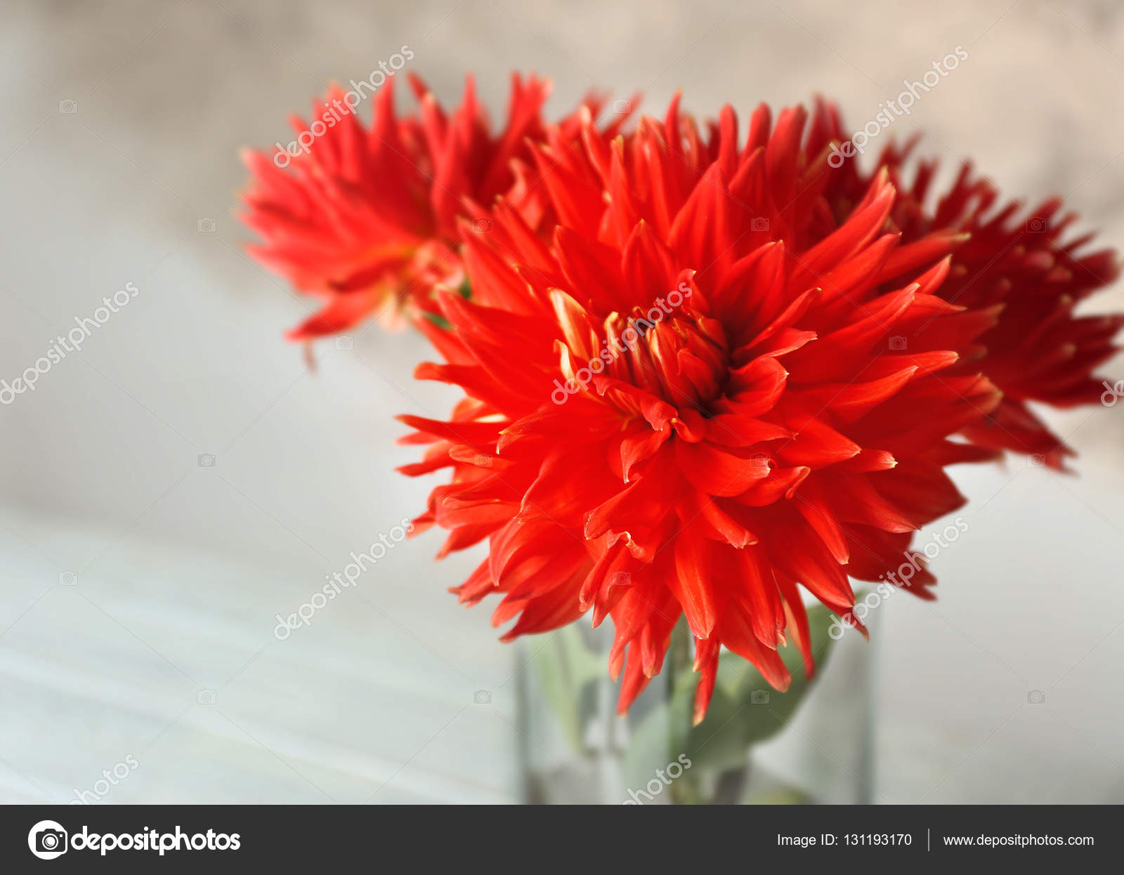 Beautiful red dahlia flowers in vase — Stock Photo © belchonock ...