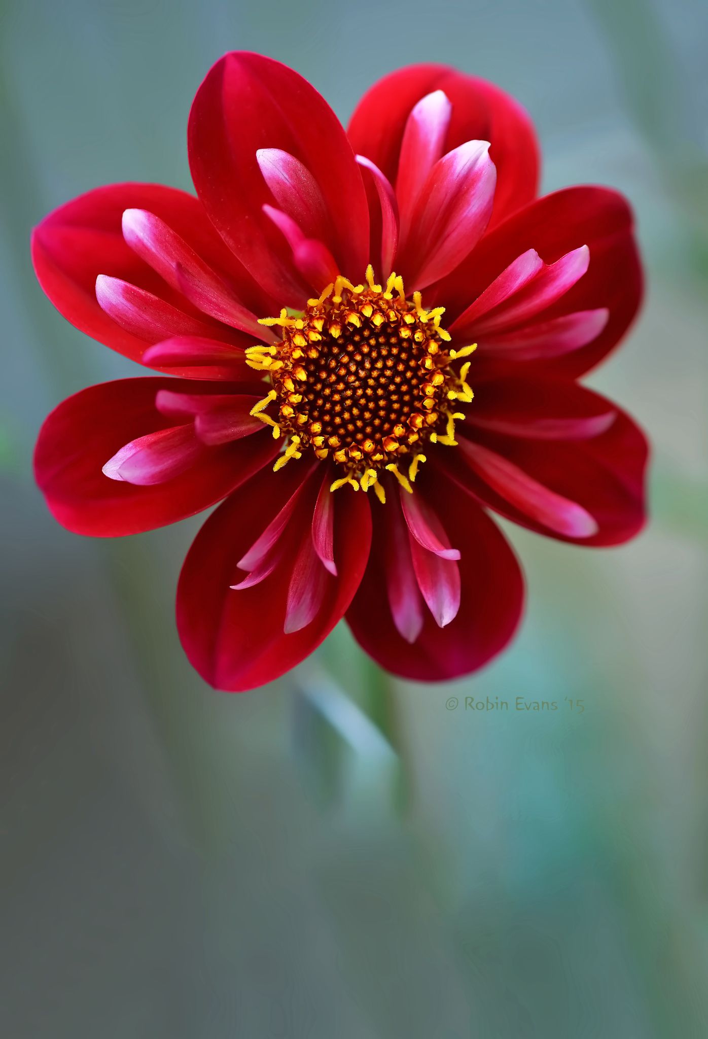 The Perks of being Beautiful | Lakeview Redeye dahlia, a deep red ...