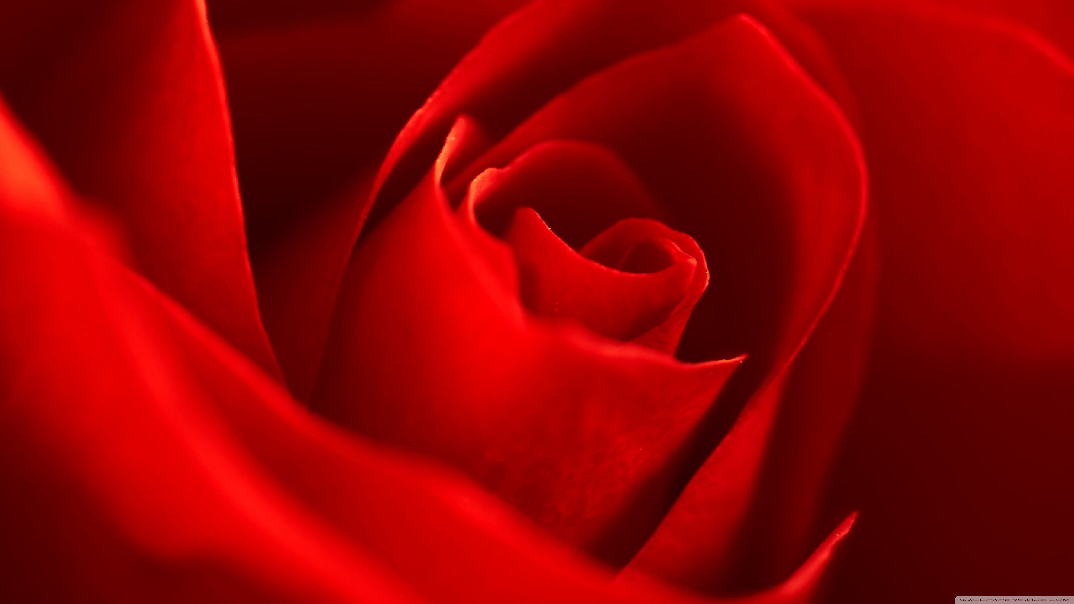 Very Beautiful Red Rose Flower ❤ 4K HD Desktop Wallpaper for 4K ...