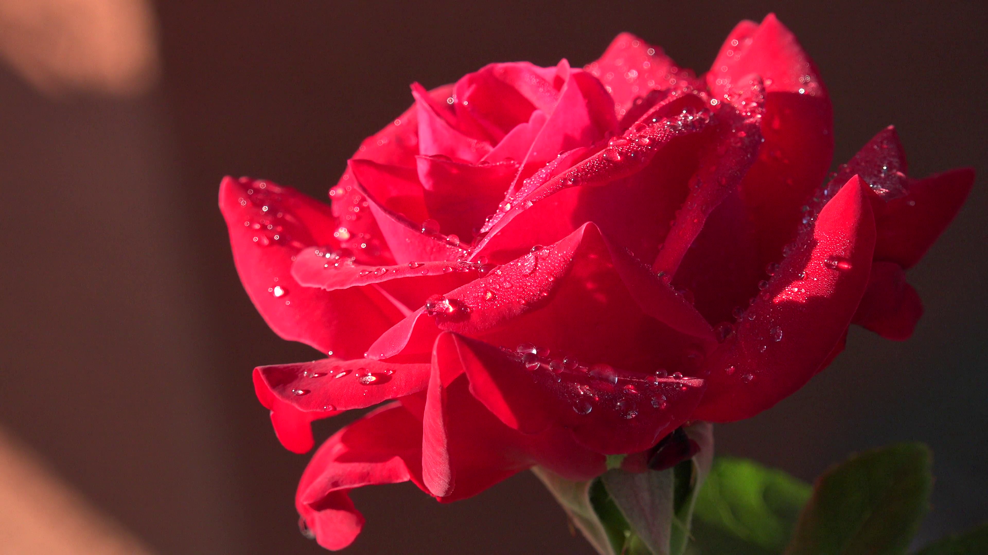 ULTRA HD 4K Beautiful red rose water drop summer rain sunlight ...