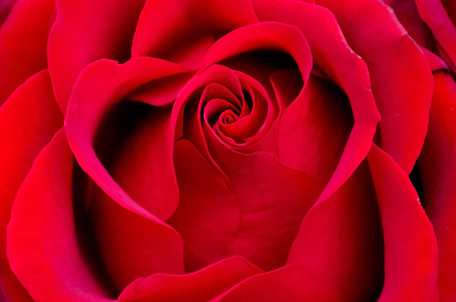 Beautiful Red Rose Free Stock Photo - Public Domain Pictures