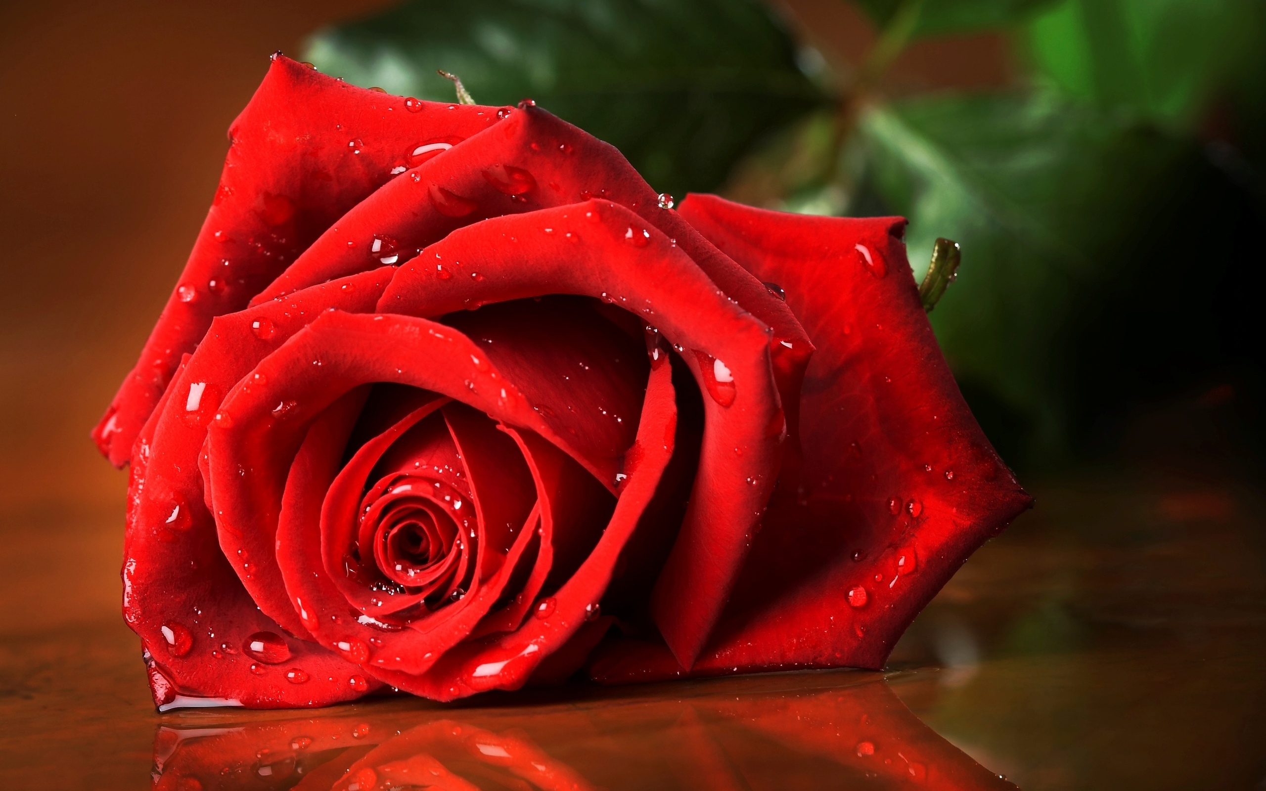 Beautiful red rose photo