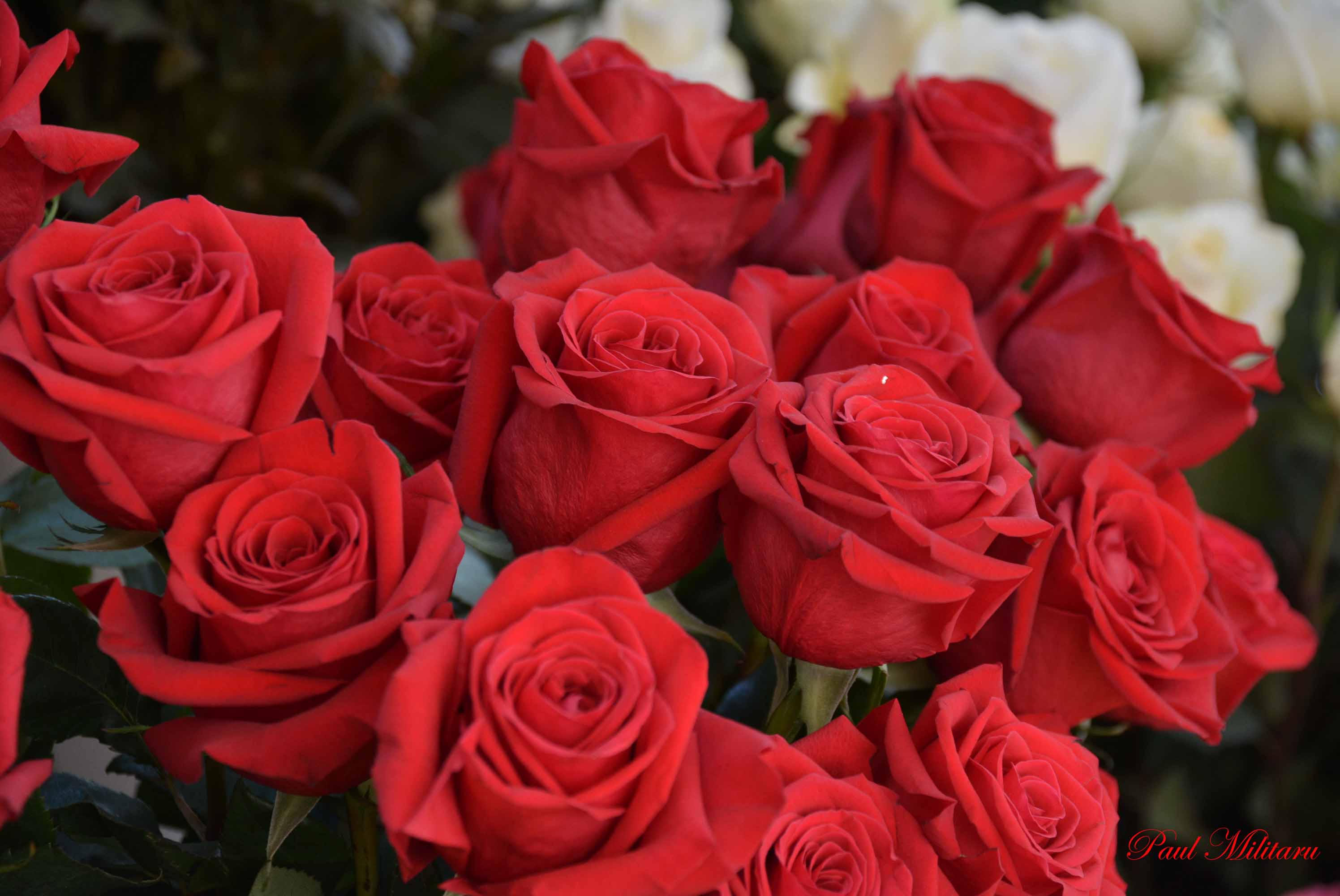 beautiful red roses | Paul Militaru