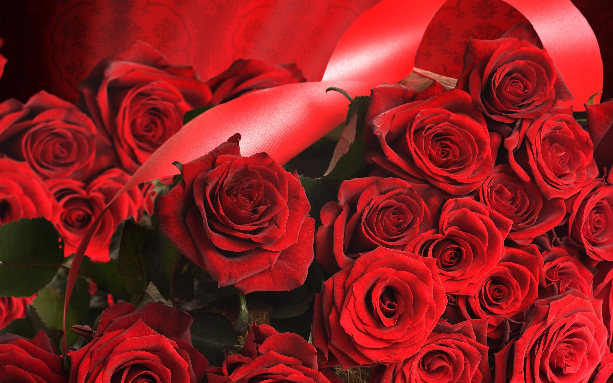 Best Beautiful Red Roses Full Hd Pics Wallpaper Widescreen Wide For ...