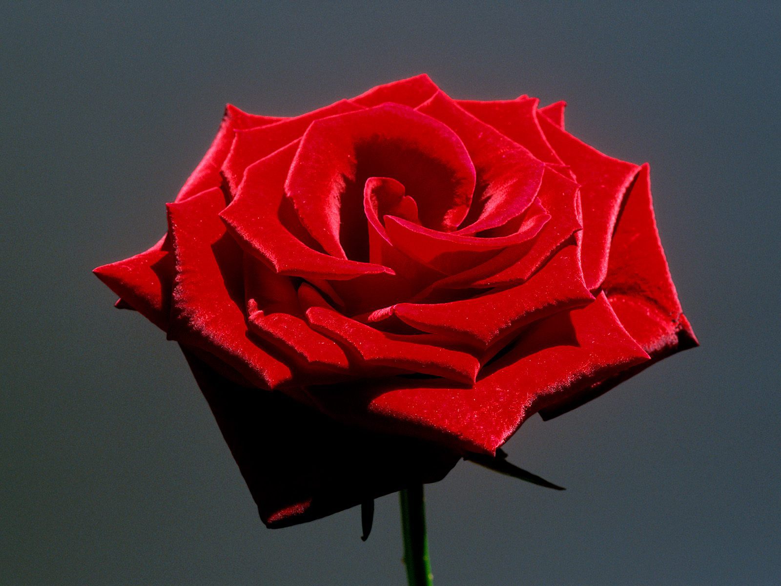 25+ Lovely and Beautiful Red Rose Pictures For Valentines ...