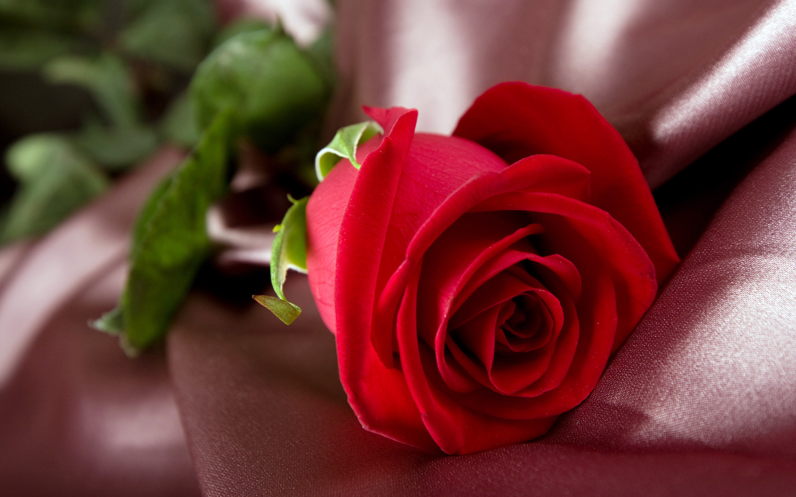 High Quality Beautiful Red Roses wallpapers