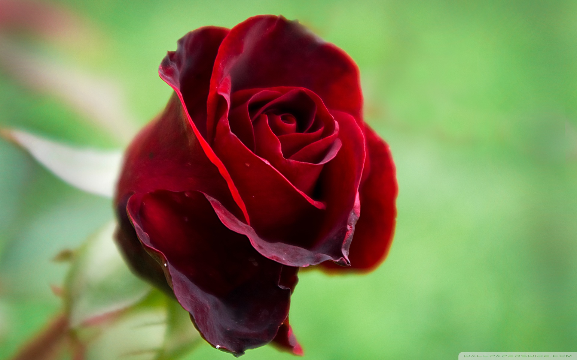 Beautiful Red Rose ❤ 4K HD Desktop Wallpaper for 4K Ultra HD TV