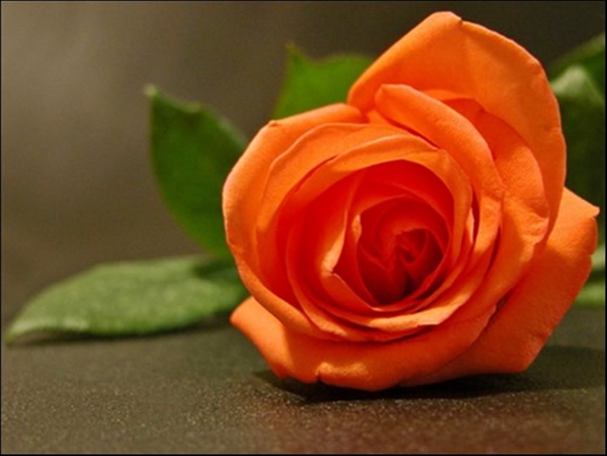 Beautiful rose photo