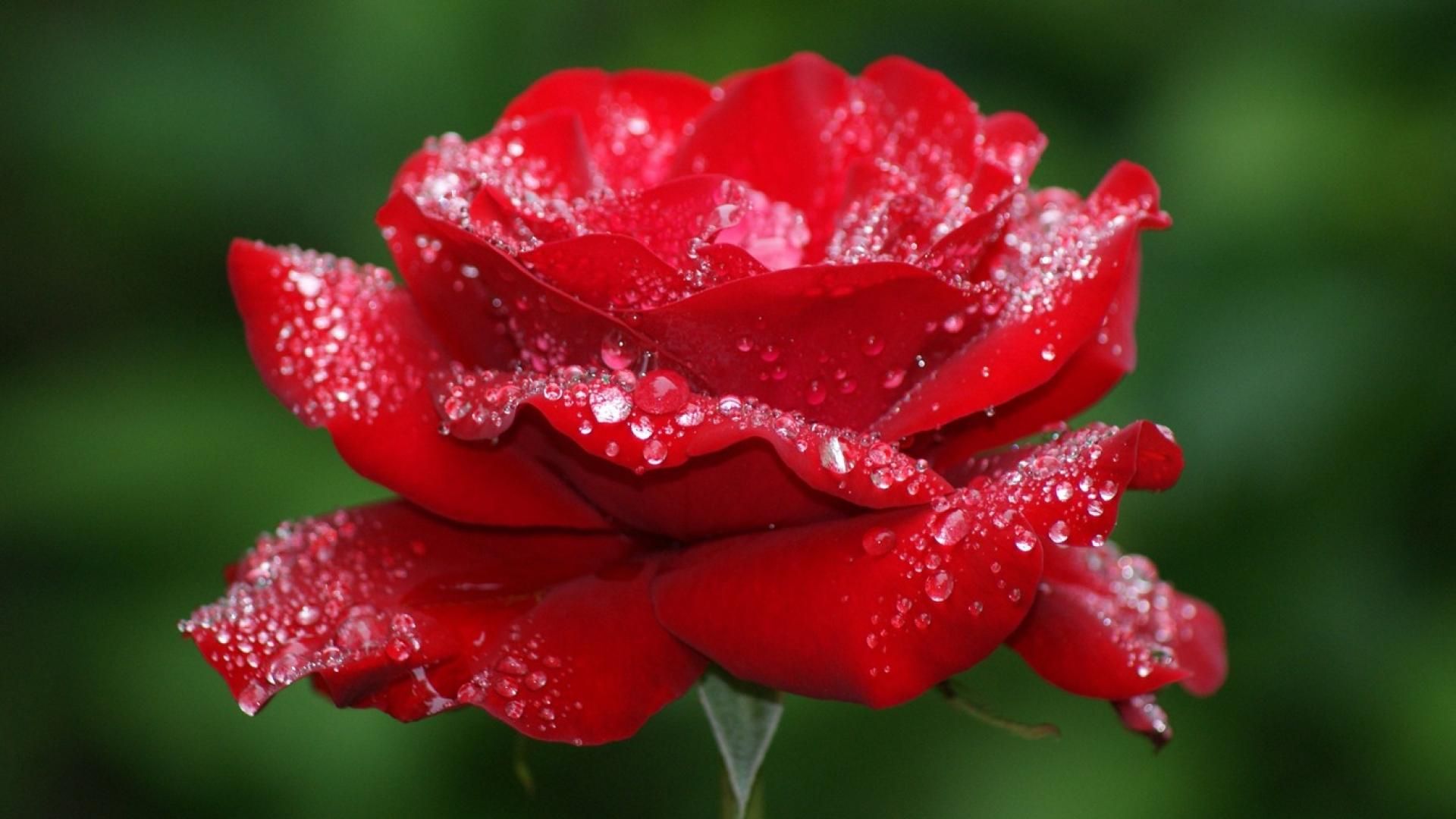 beautiful-rose-flower-wallpapers | Flowers | Pinterest | Rose ...