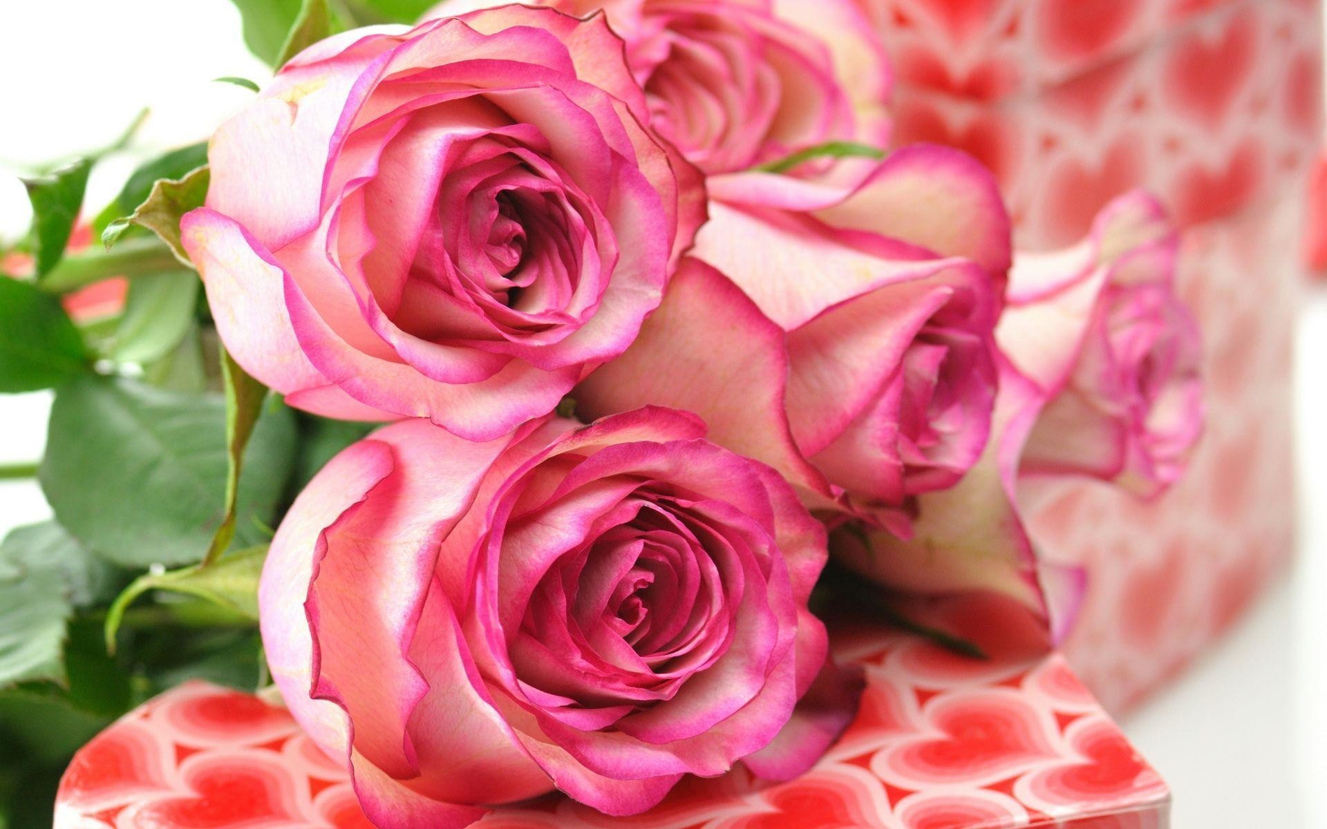 Beautiful Rose Wallpapers ·①
