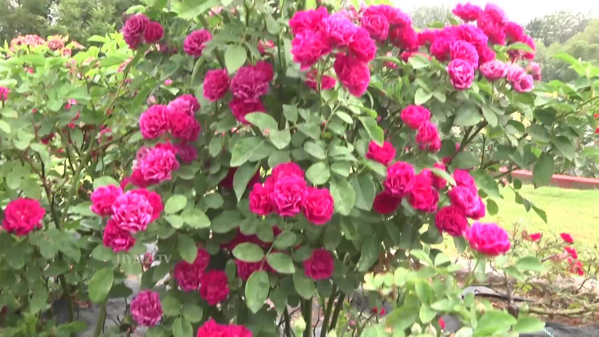 Most Beautiful Rose Garden In India At Sanjeevaiah Park Hyderabad ...
