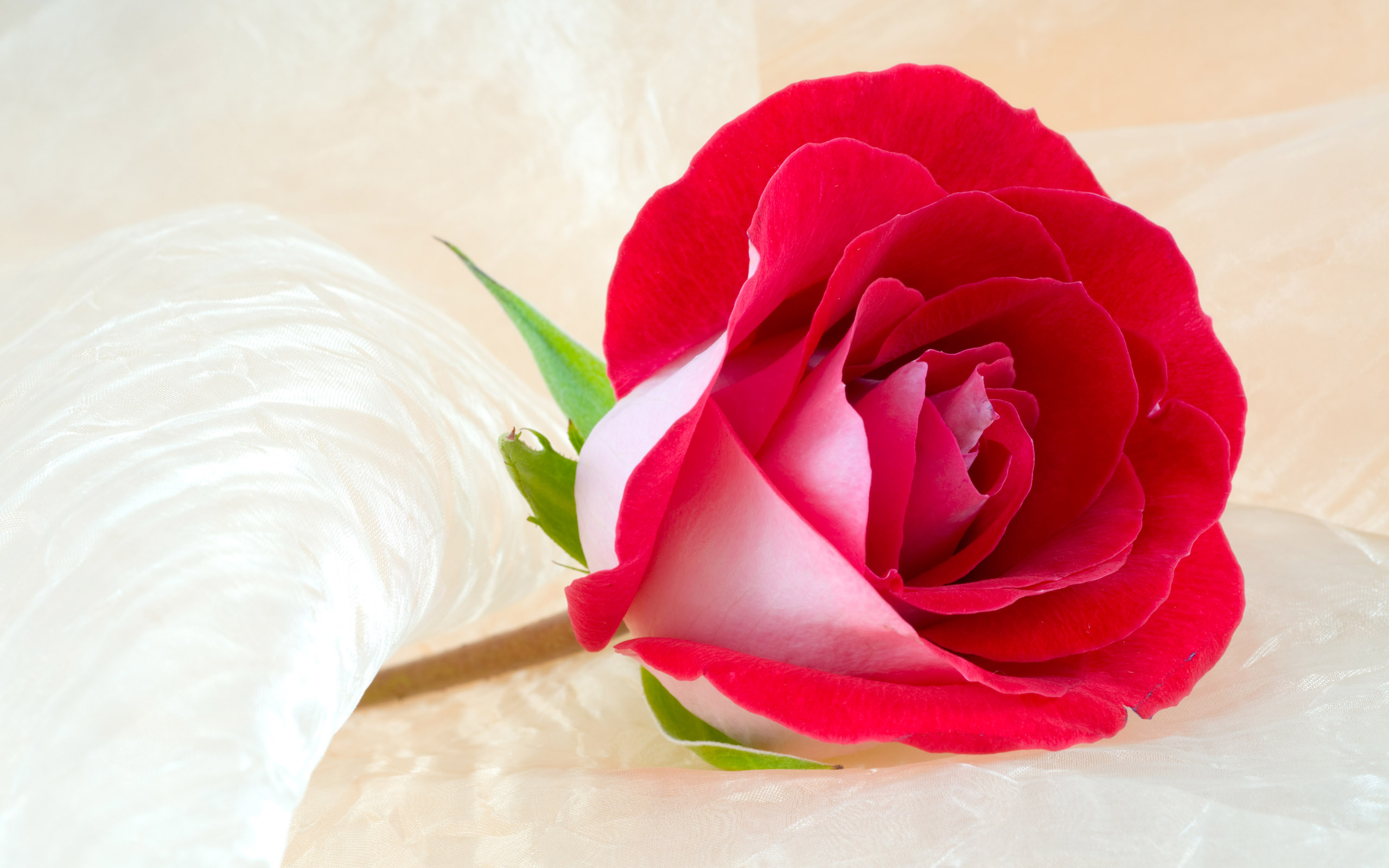 3y45: rose wallpaper free photos: Beautiful Rose Flower Wallpaper